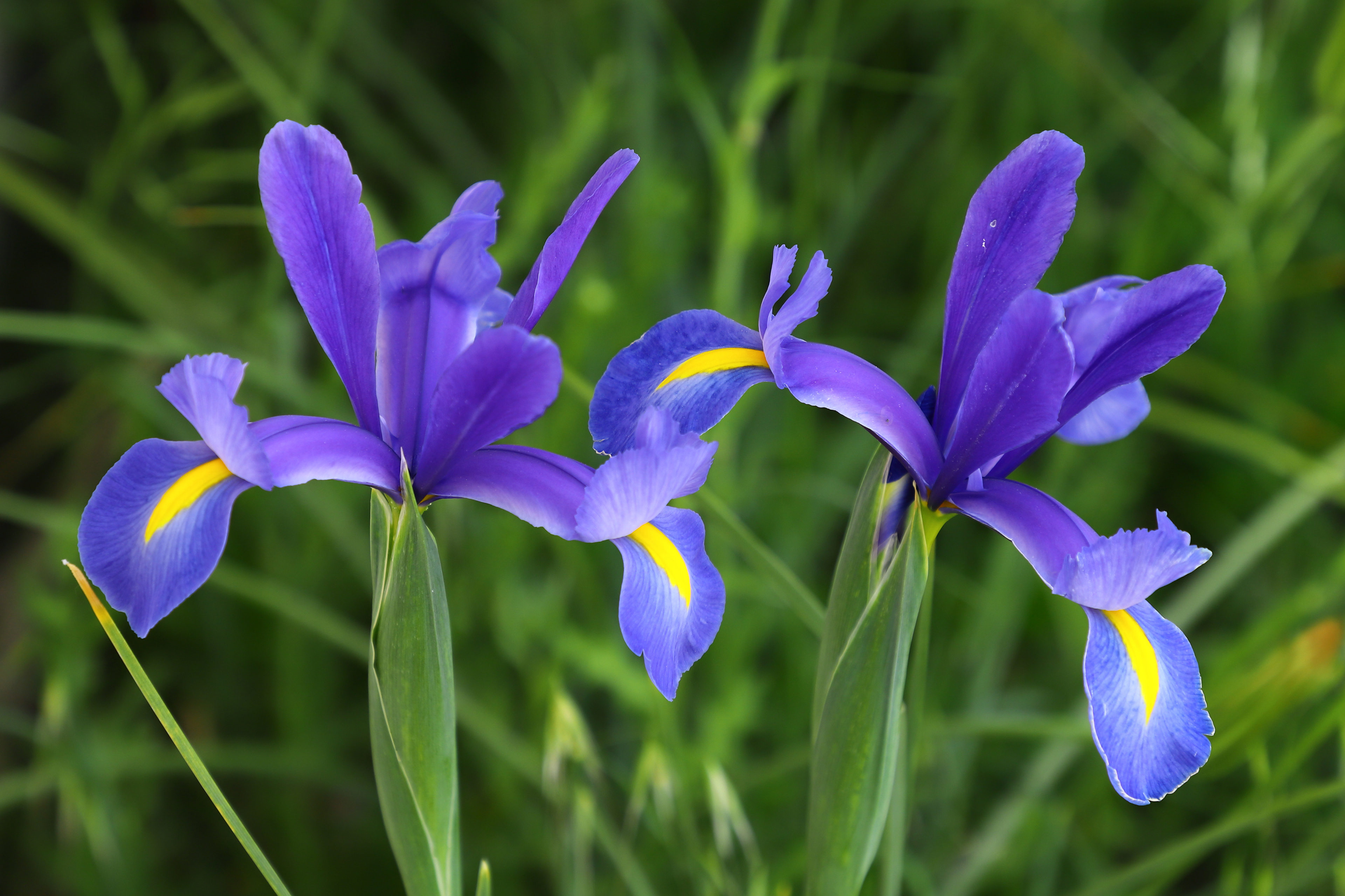 Iris
