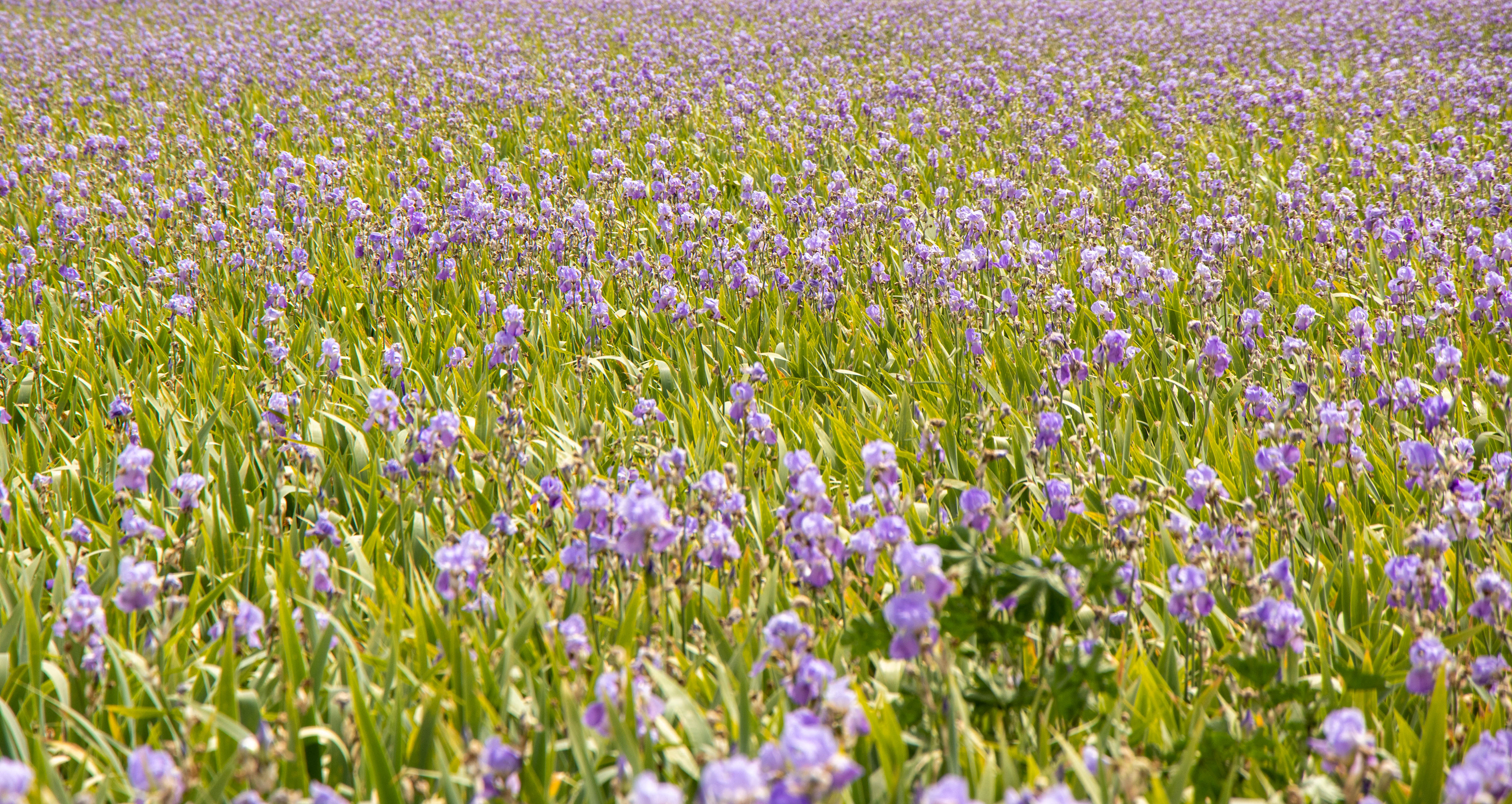 Champs d'Iris à Trets