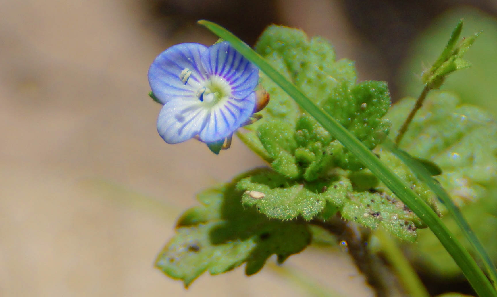 Veronica Persica