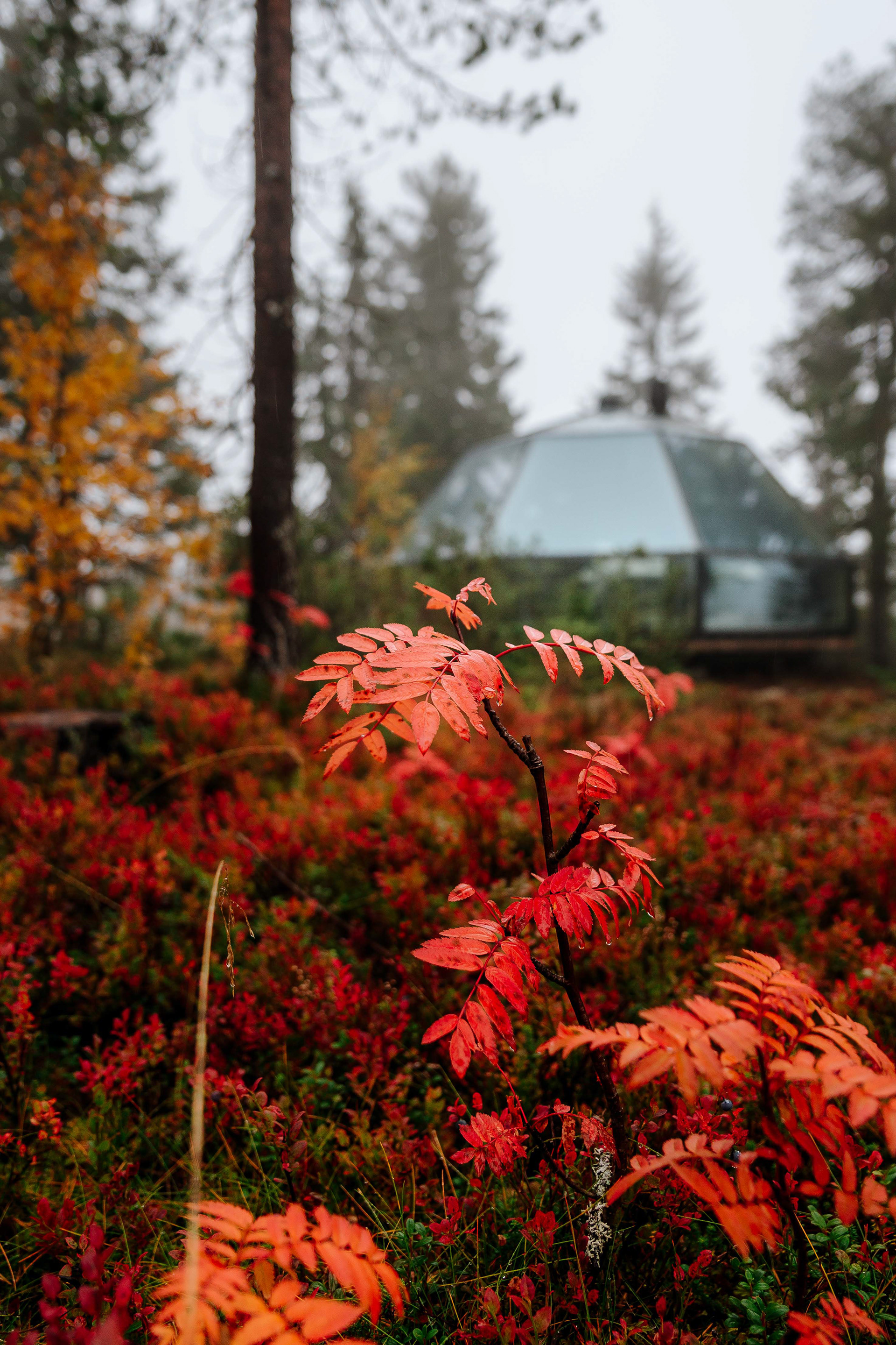 Syöte Igloos