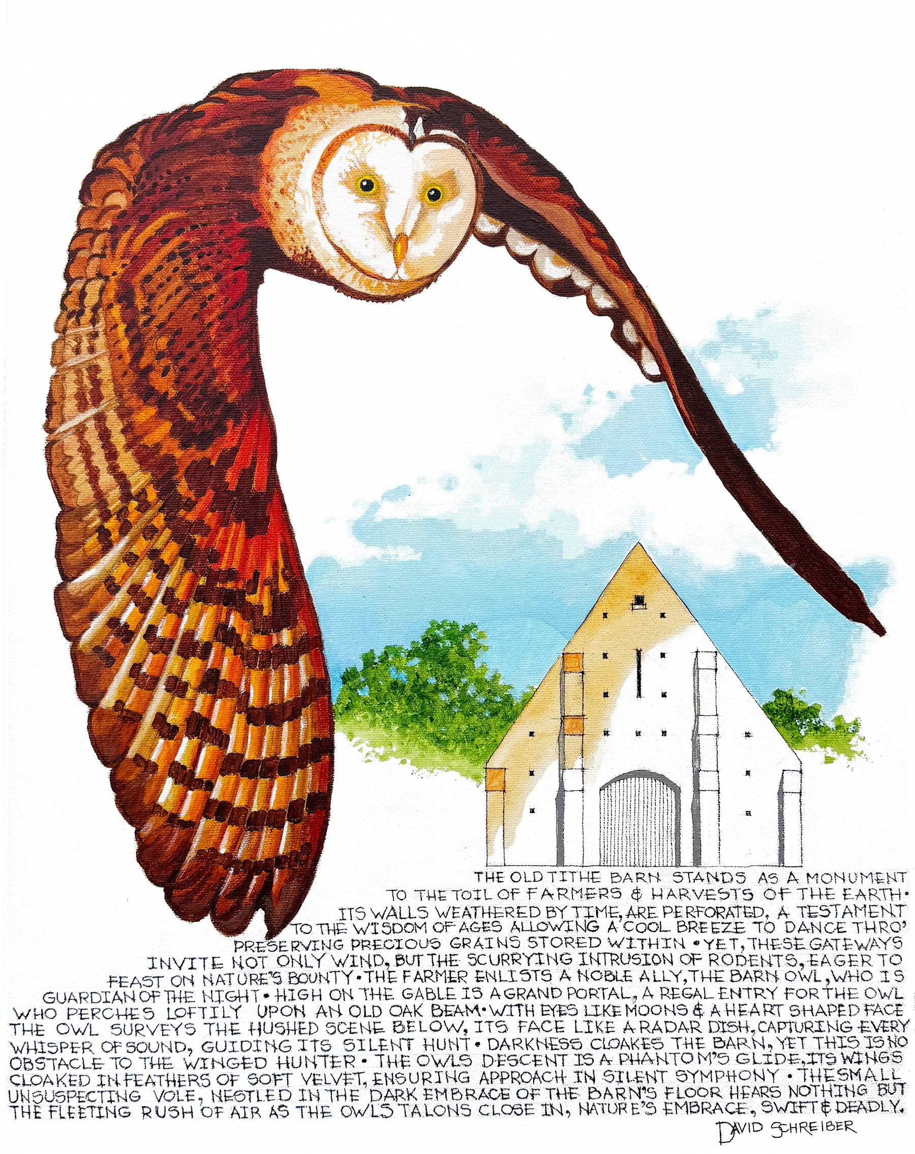 Barn Owl