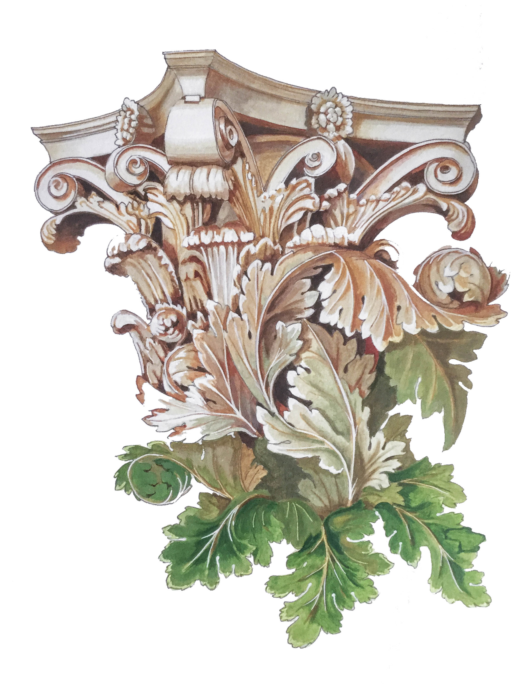 Acanthus