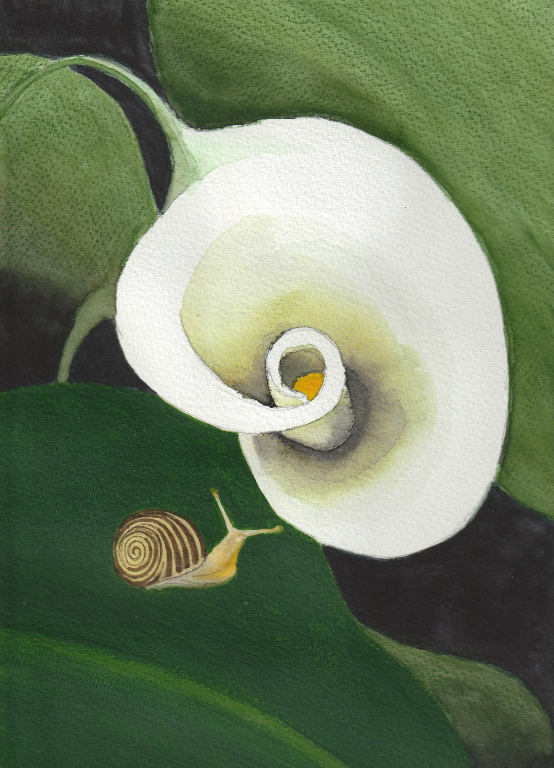 Calla Lilly