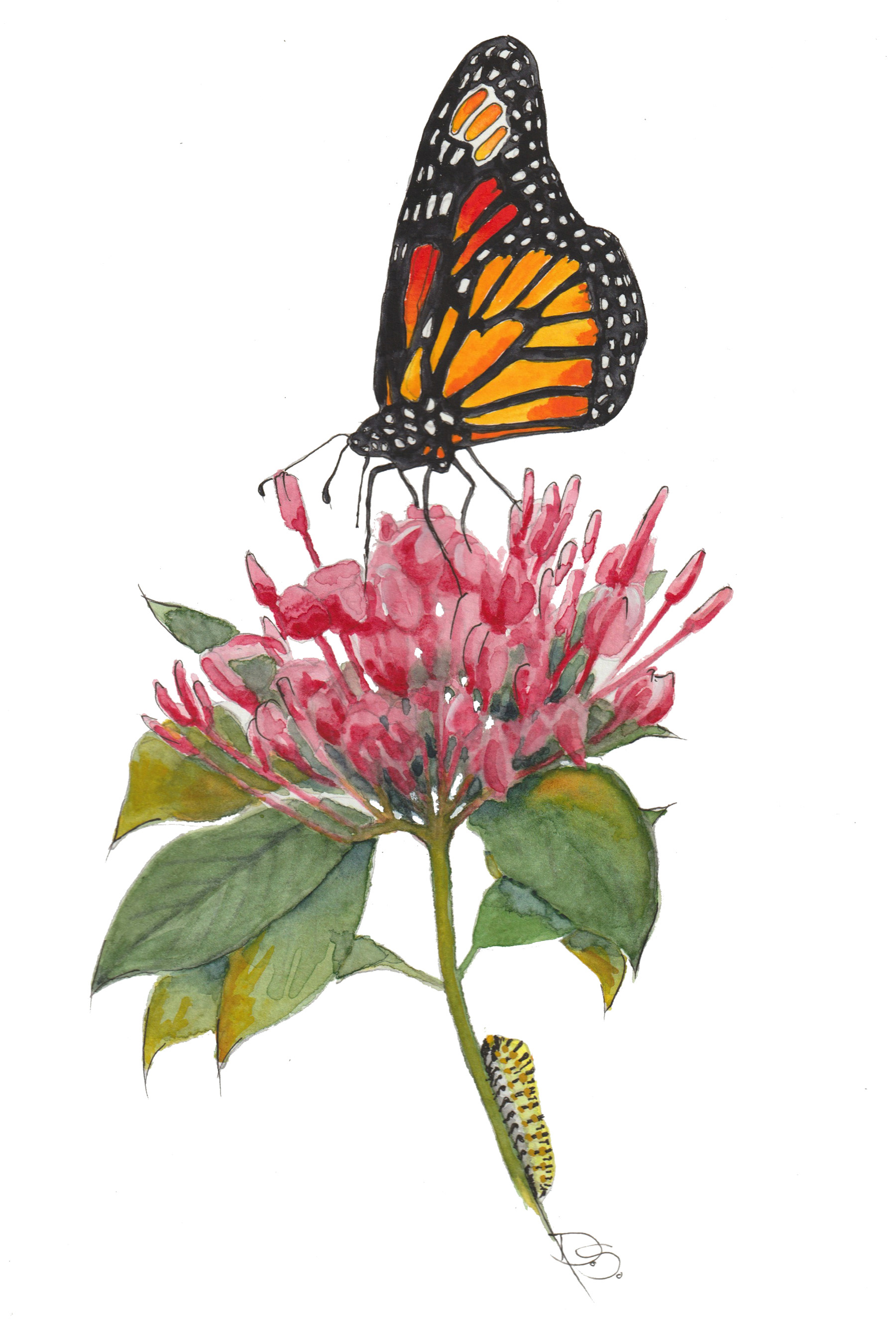 Caterpillar to Butterfly