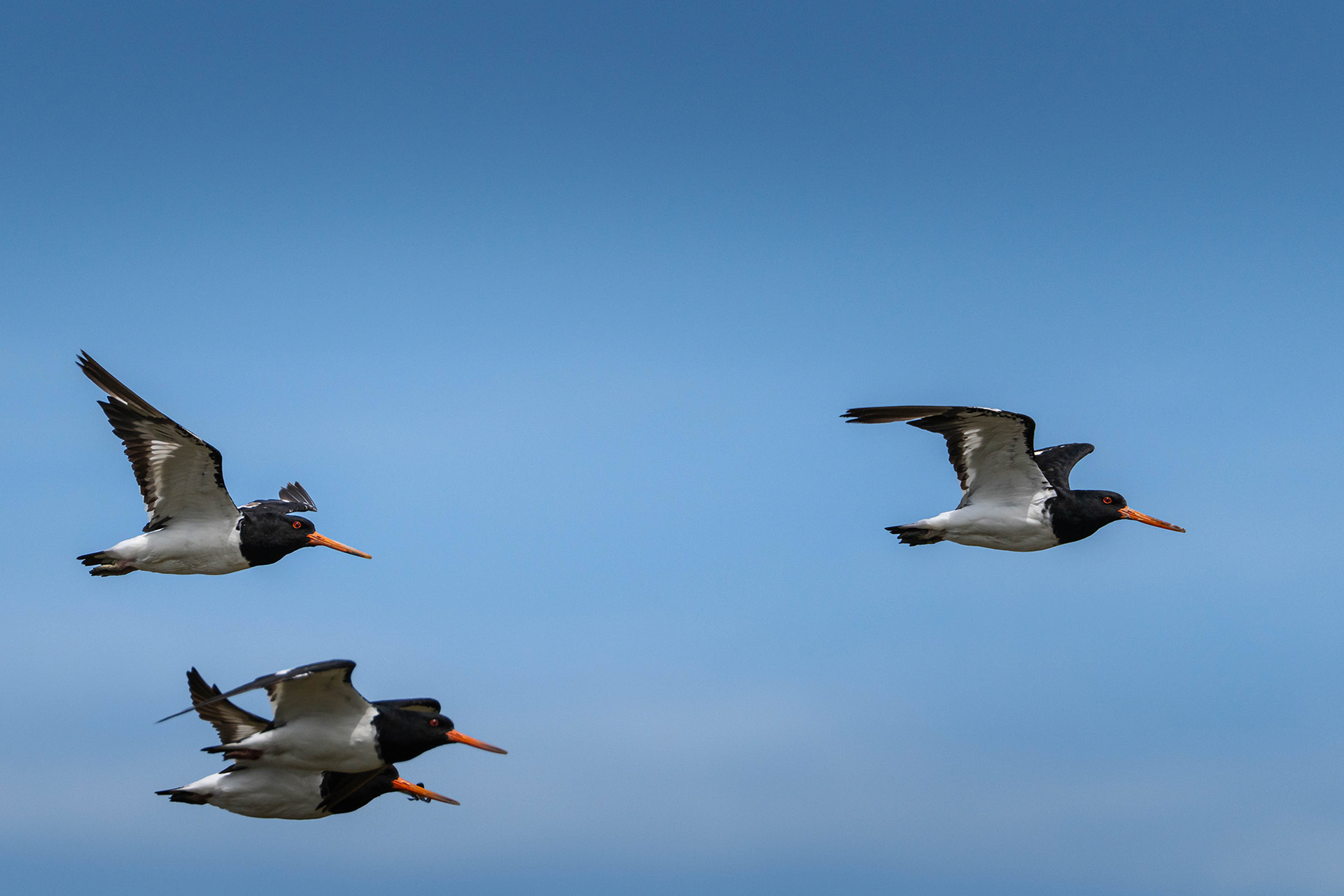 Oystercatchers in flight heading towards the stilt ponds