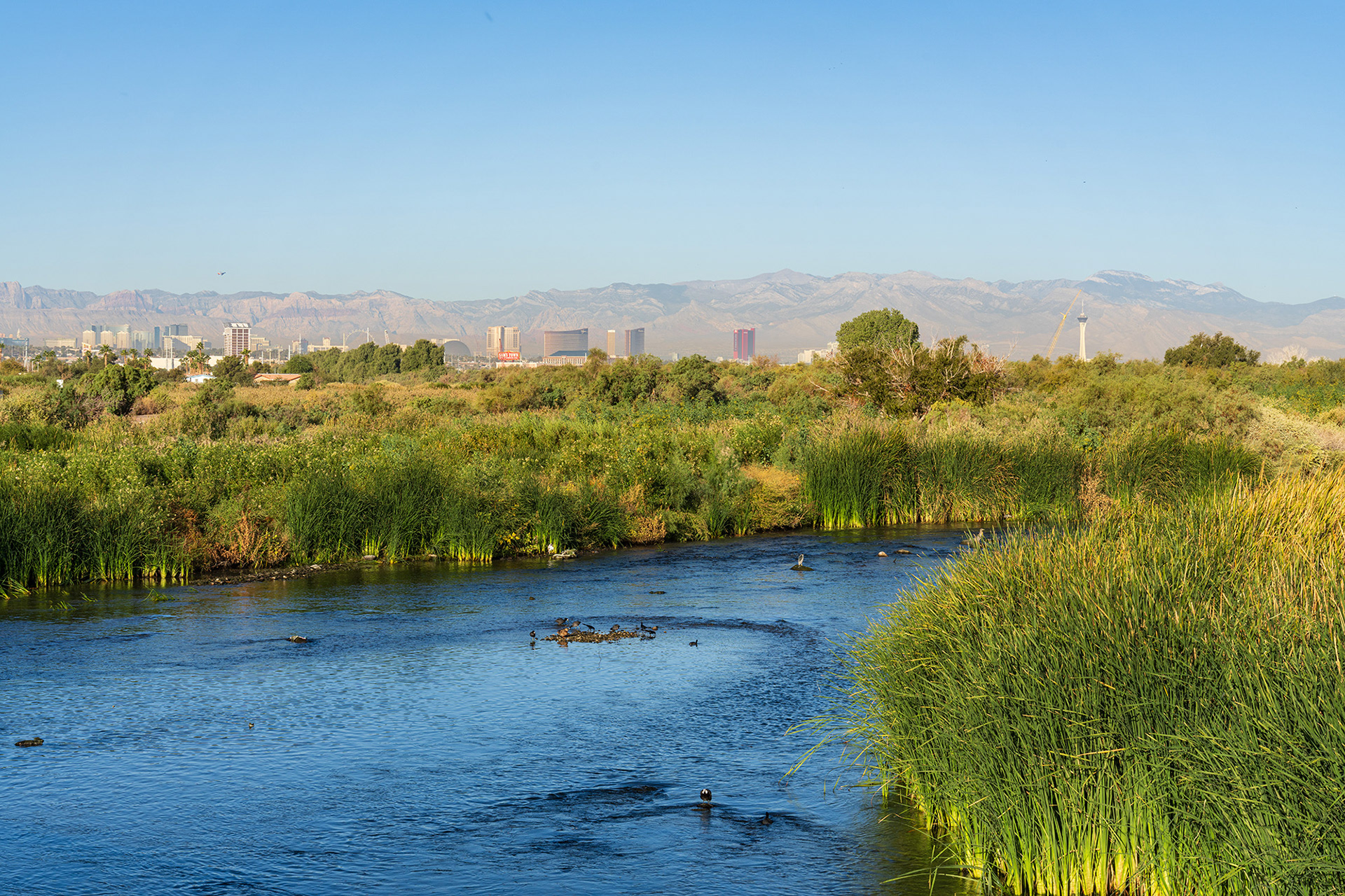 Nevada landscape showing wetlands with the buildings of the Las Vegas strip in the distance