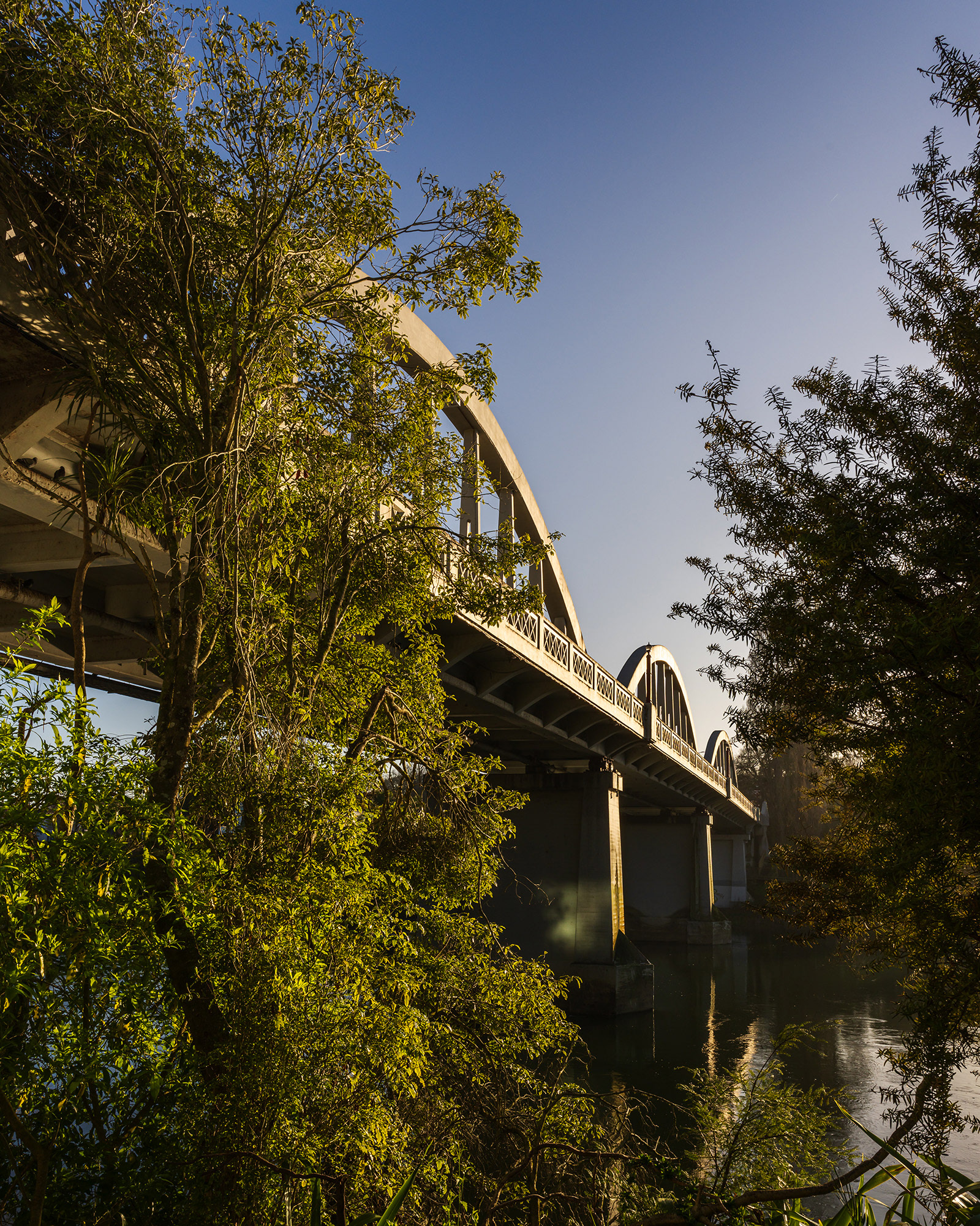 The Fairfield Bridge captured through the bush on the bank in the early morning sunshine