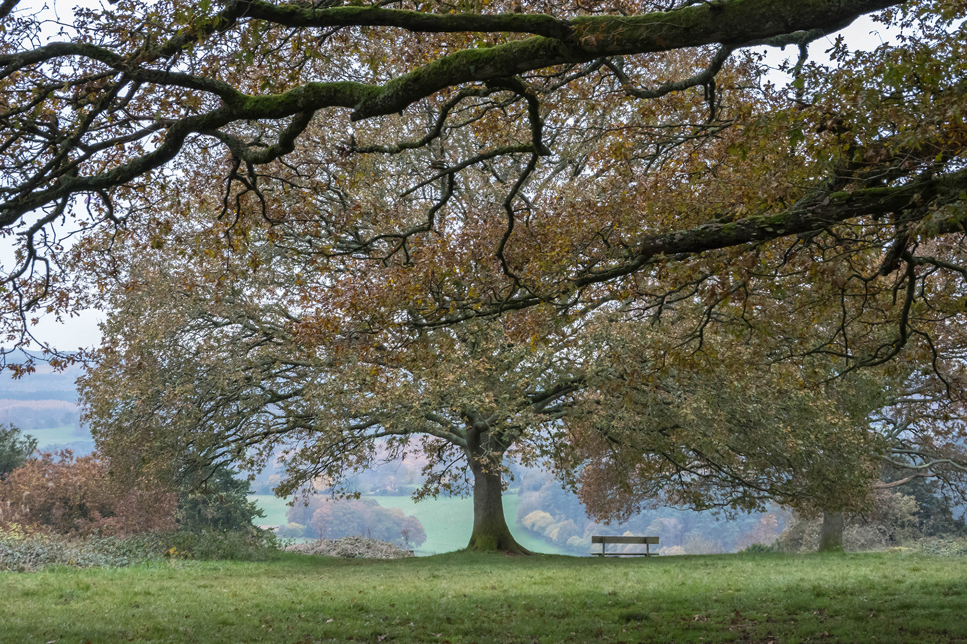 Autumnal oak