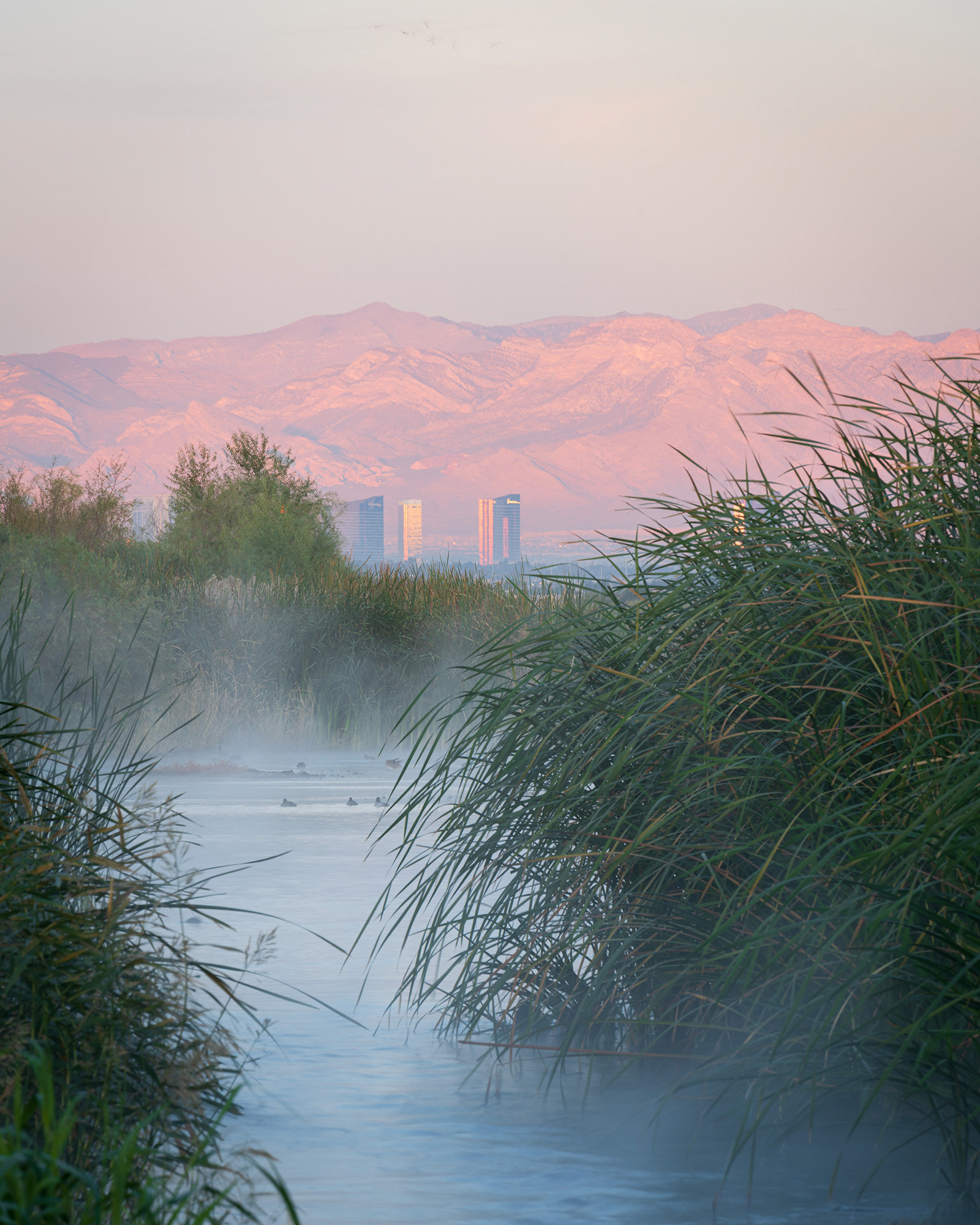 Nevada landscape showing a wetlands pond with some the iconic Las Vegas Strip buildings in the background