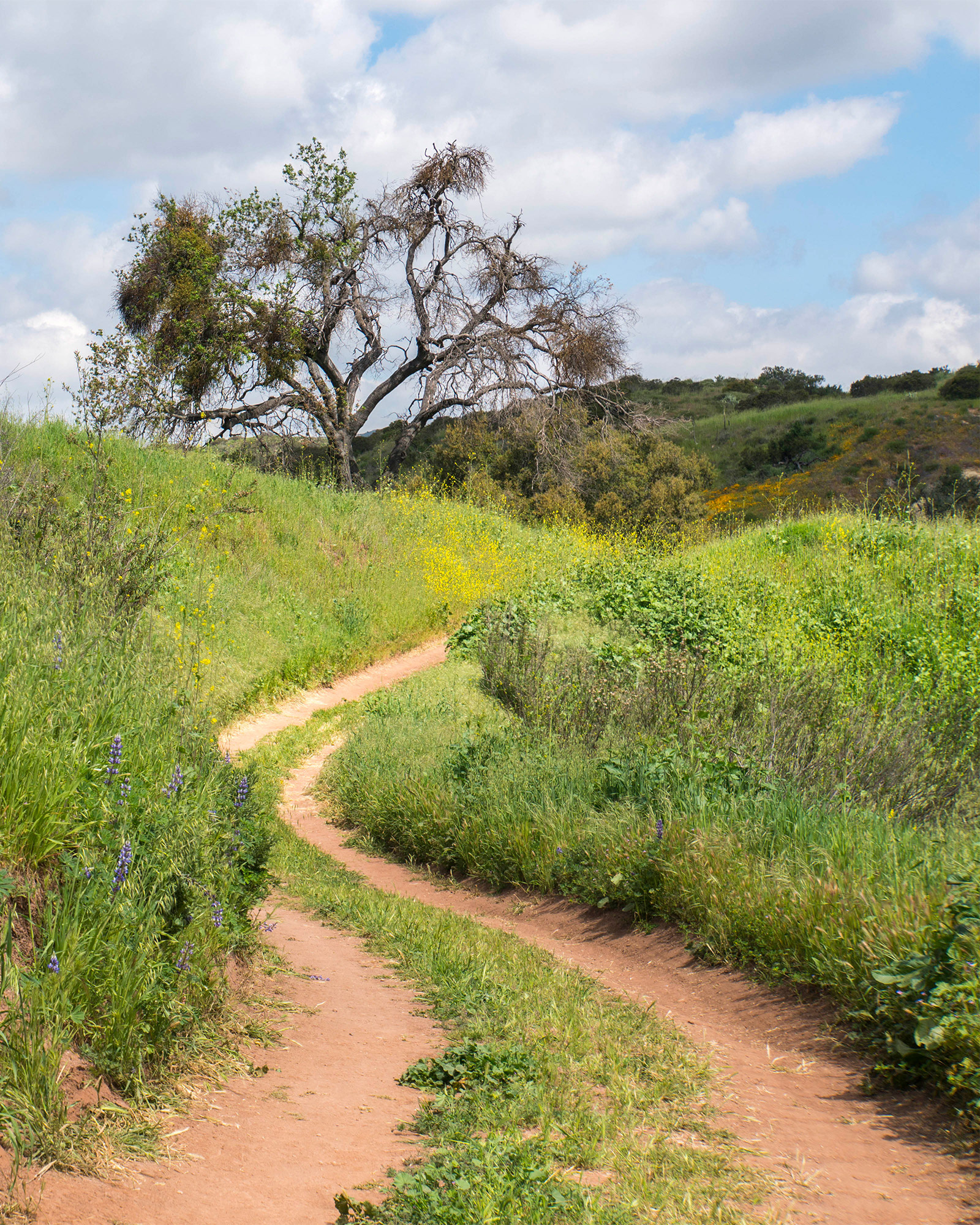 California landscape showing a winding trail