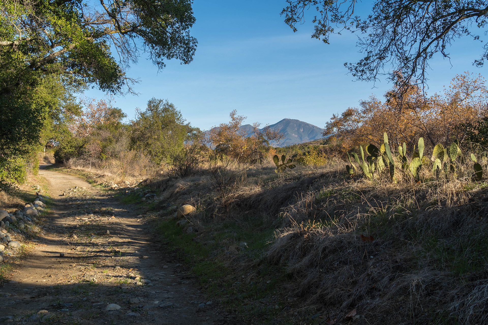 California landscape showing early spring growth on a trail with the Saddleback mountains in the distance