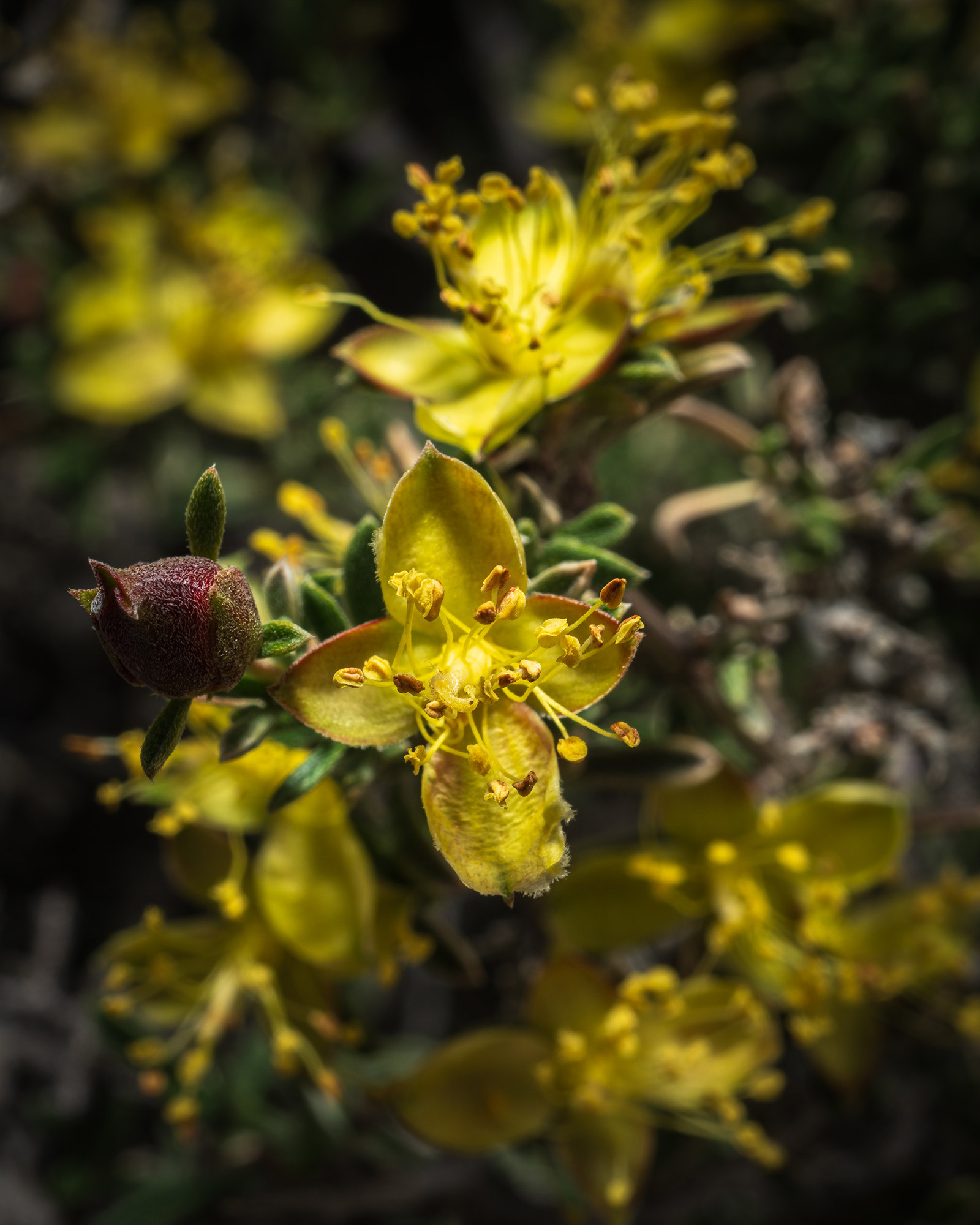 Blackbrush flower in close up in the early morning light in Red Rock Canyon