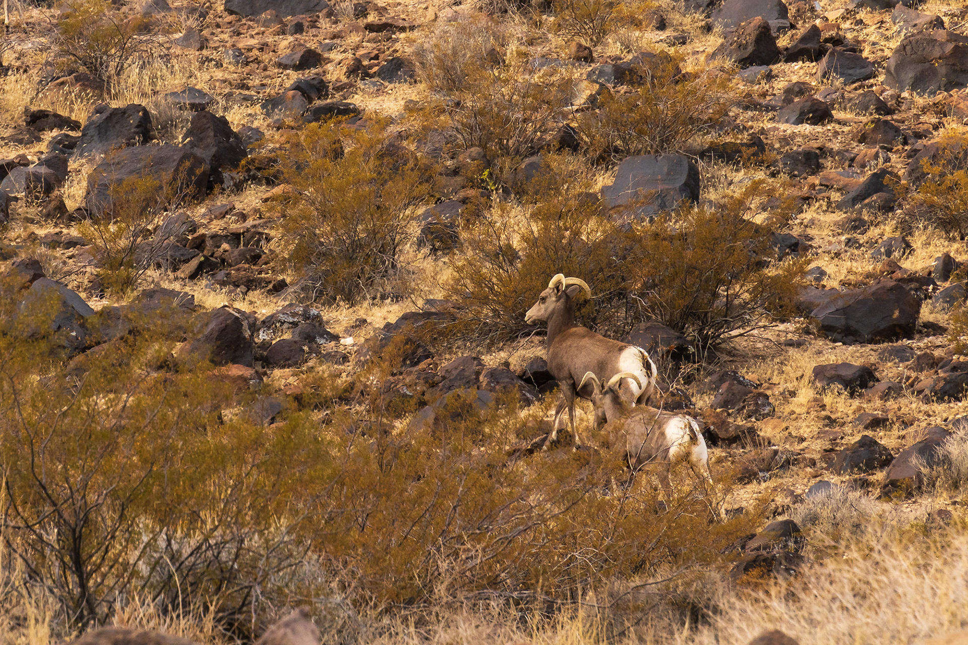 Landscape image of a couple of well camouflaged bighorn sheep