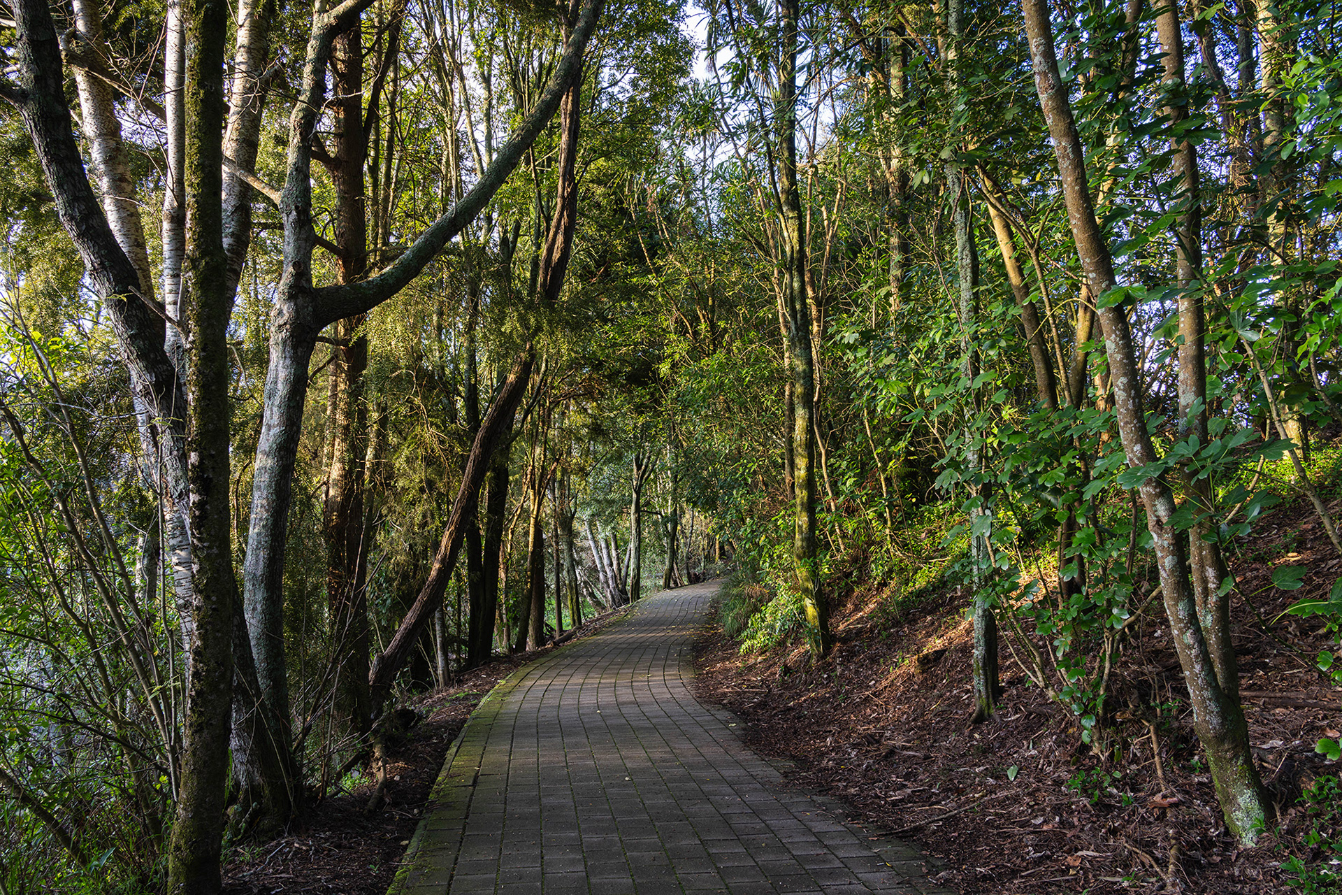 Waikato River Ride trail through a wooded section filtering the early morning sunshine