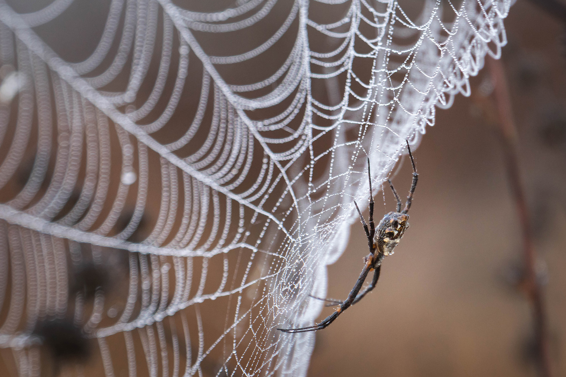 Spider still and patiently waiting at the centre of its web which is laden with dew