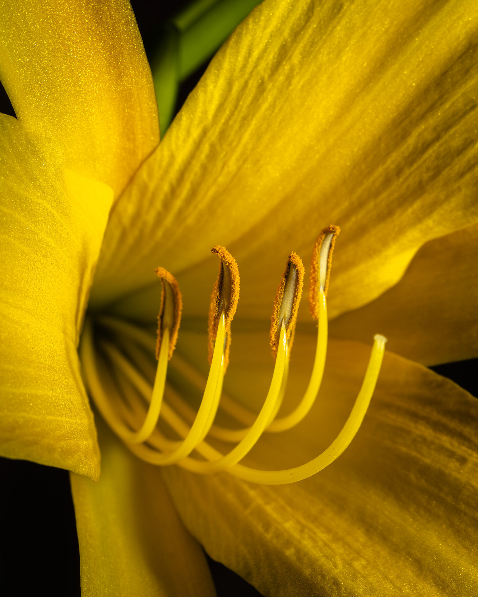 Day lily macro photograph showing a brilliant yellow colour on a dark background