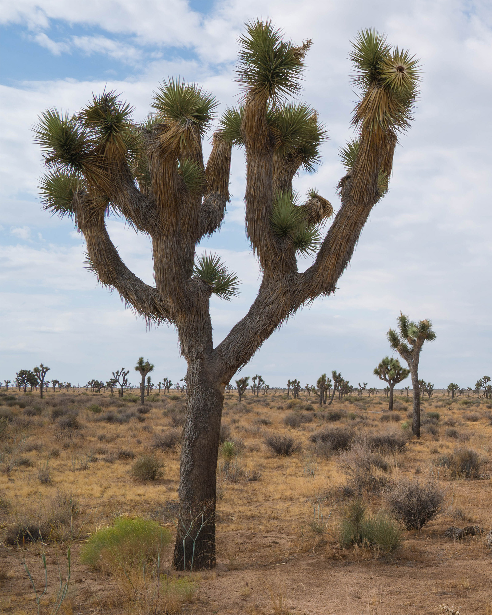 California landscape showing a yucca cactus
