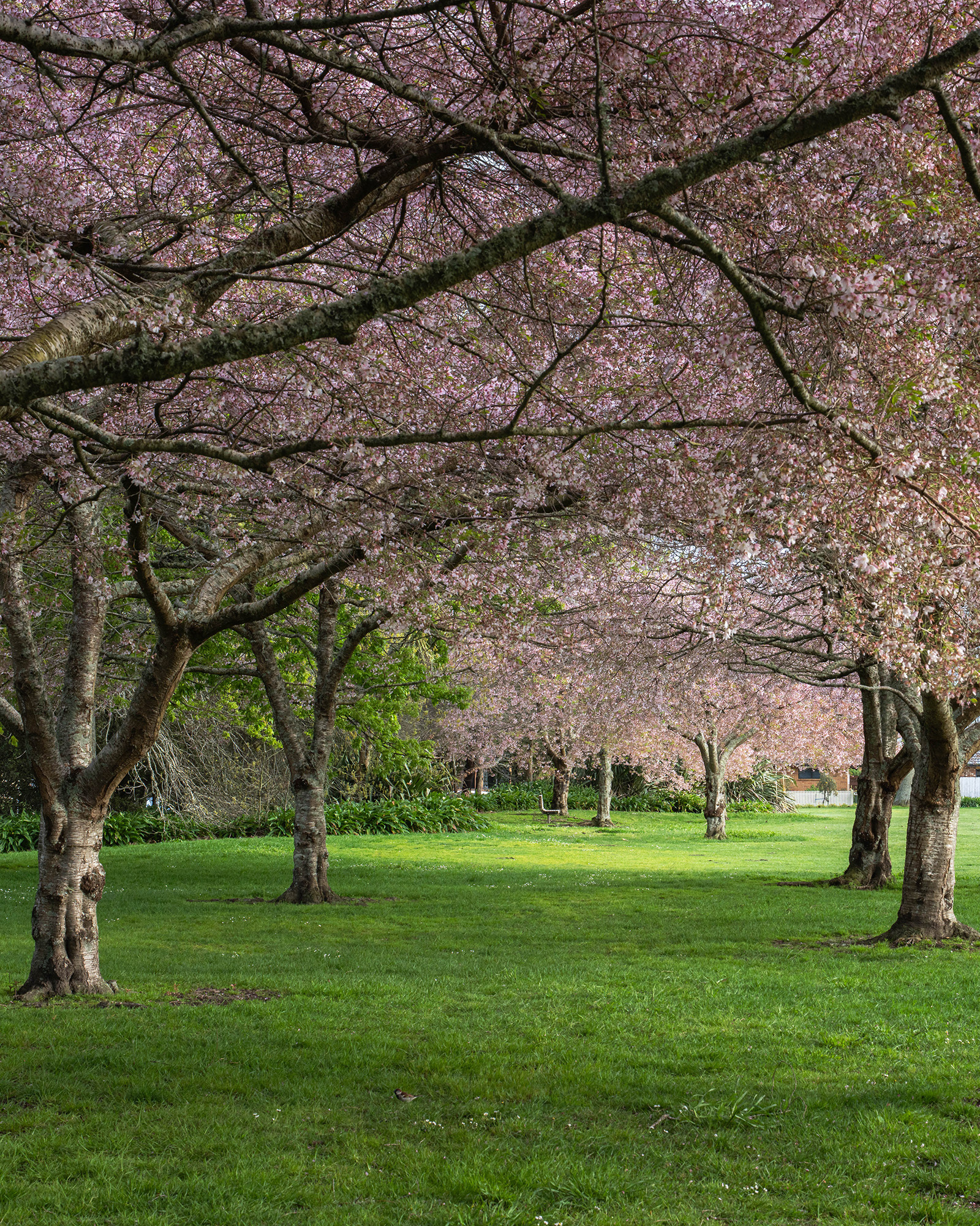 An archway of spring blossom on the trees