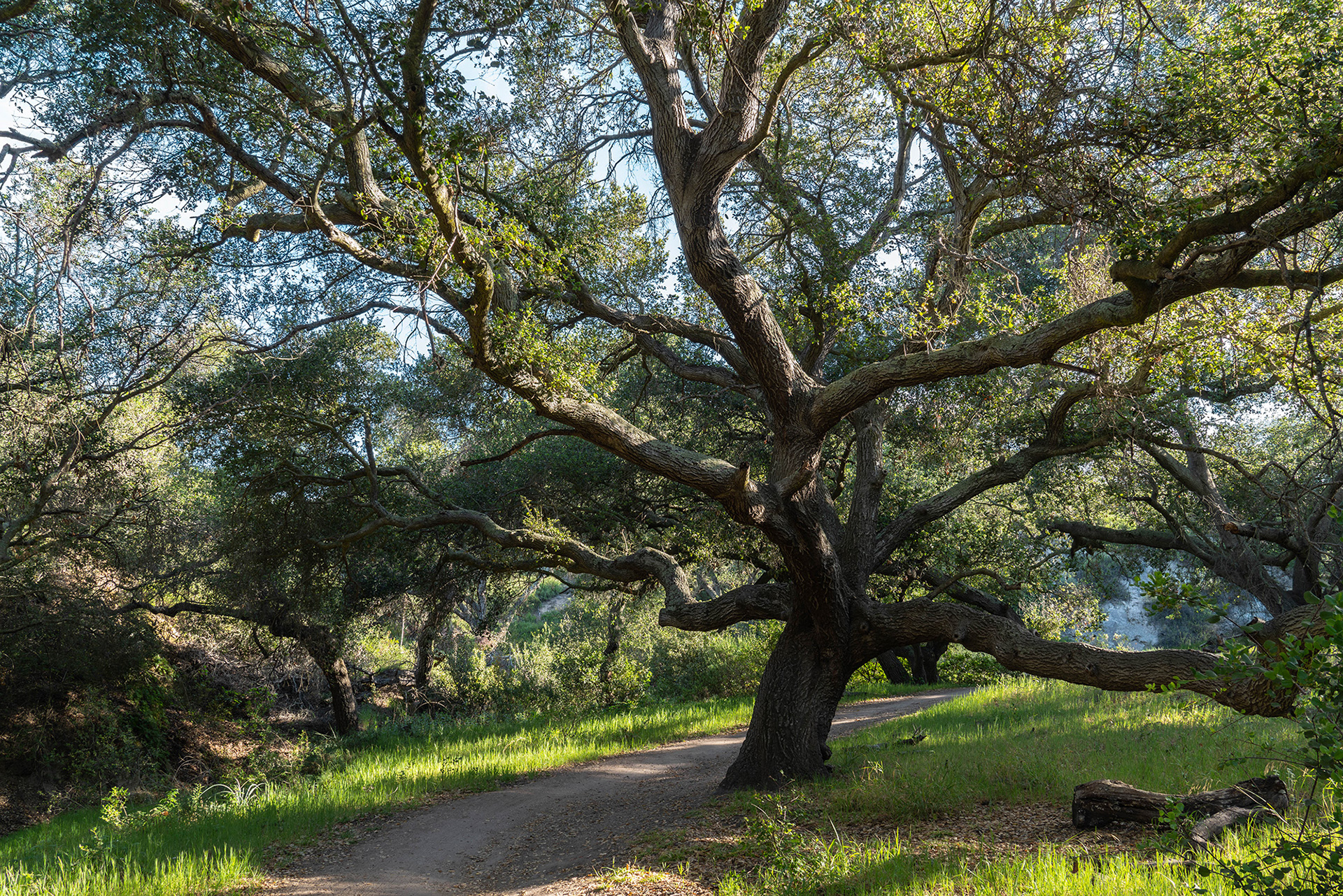 California landscape image of an oak tree on a wooded trail