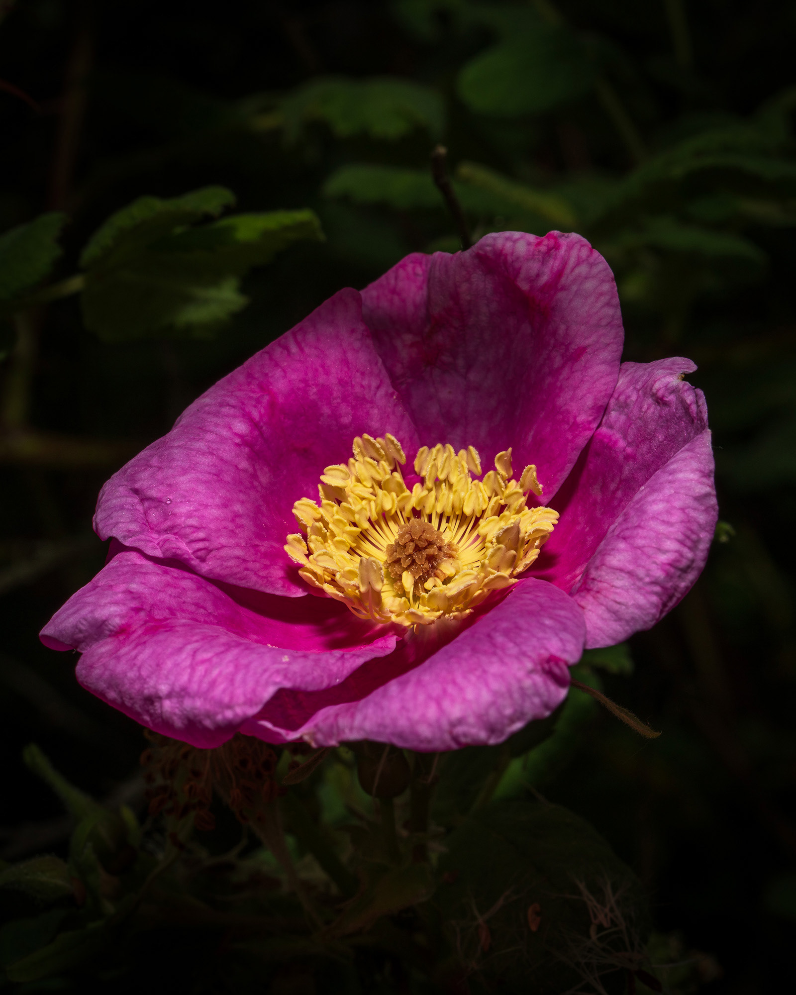 California wild rose showing its vivid colour on a very dark background