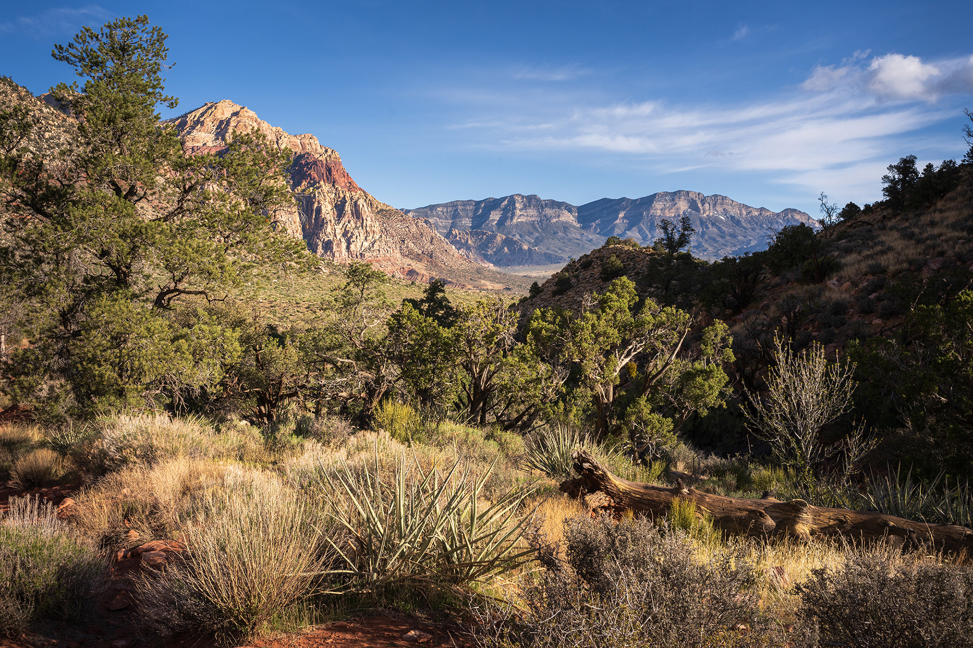 Verdant spring vegetation on display in a valley in Red Rock Canyon with the La Madre hills in the background