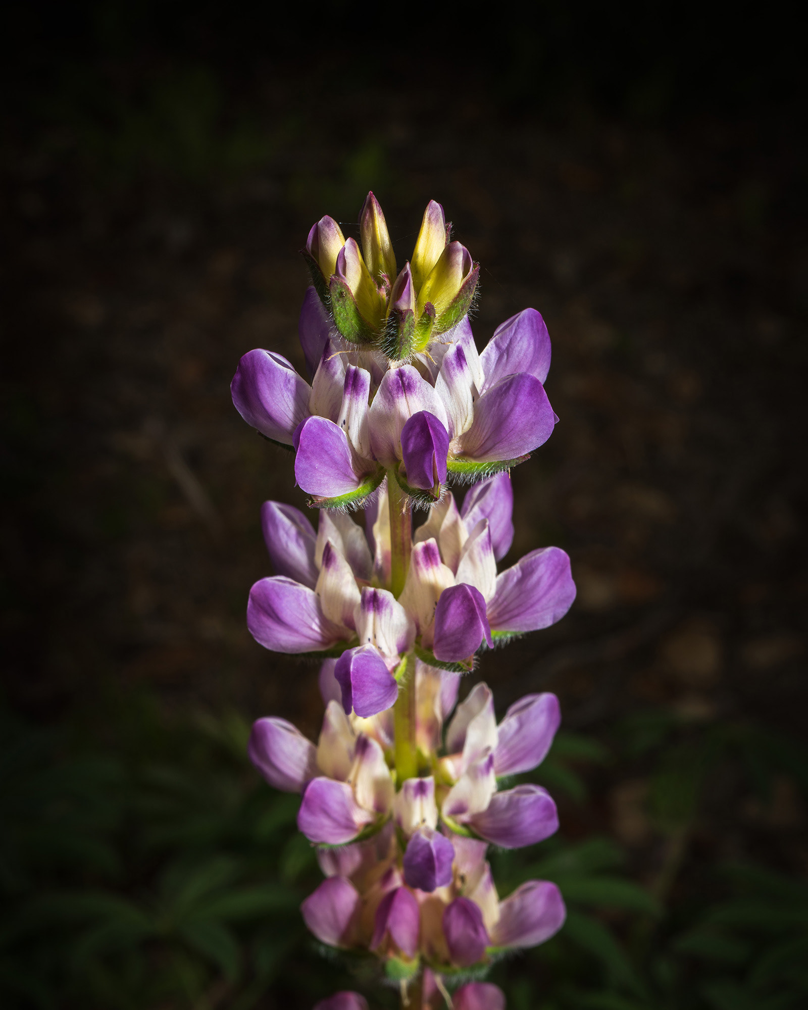 Lupine flower taken with a very dark background