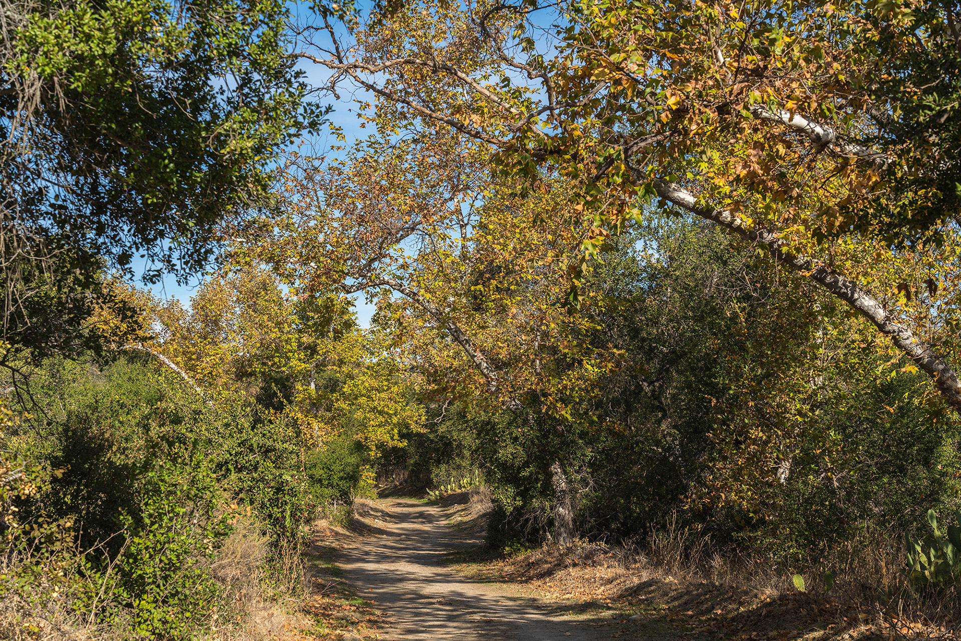 California landscape showing autumn tints on a wooded trail