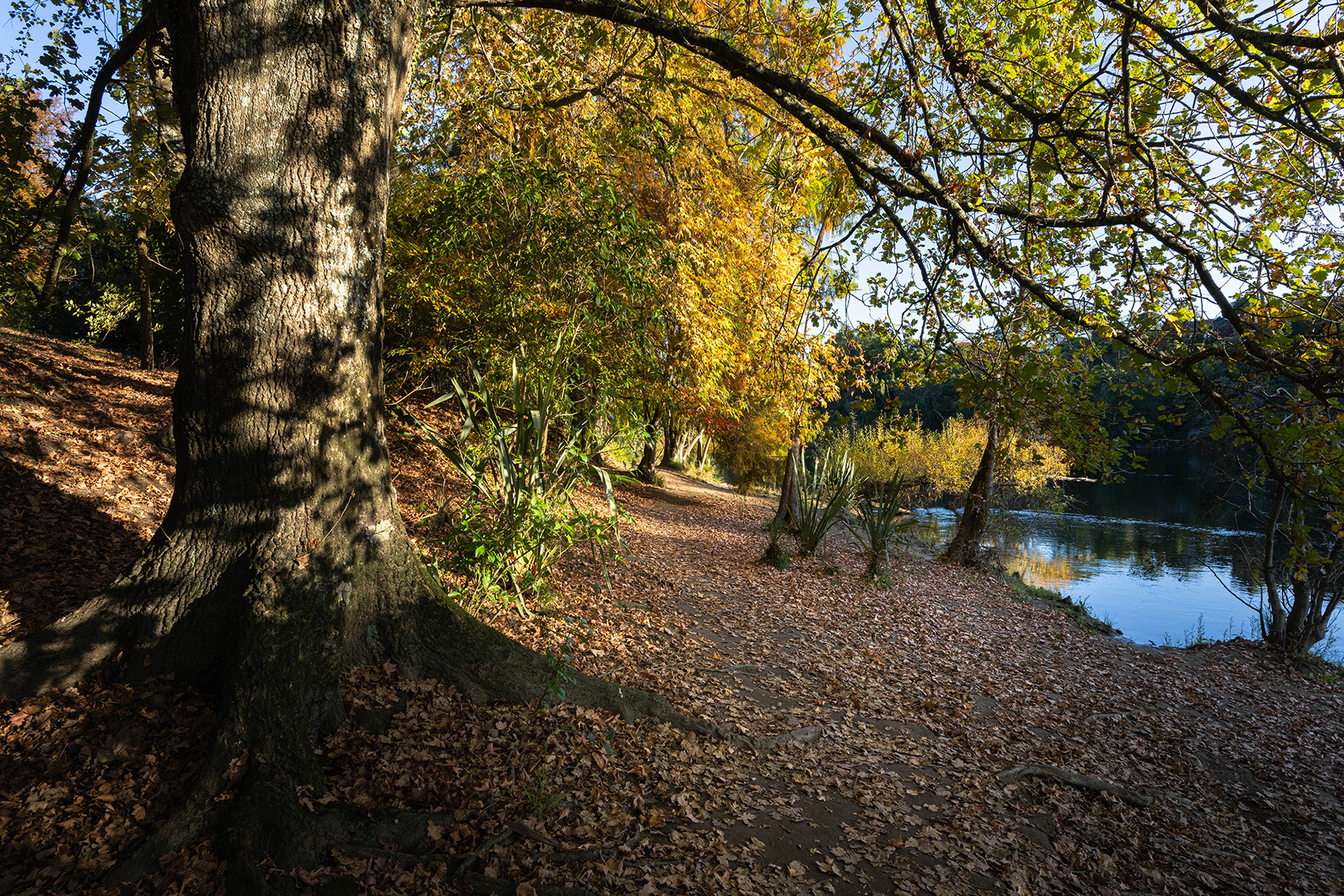 Colourful autumn foliage shining in the bright late afternoon sunshine on the Waikato riverbank