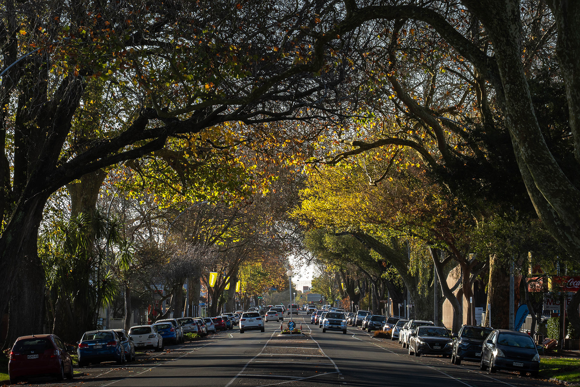 Mature trees with bright autumn foliage arch over Grey Street in Hamilton