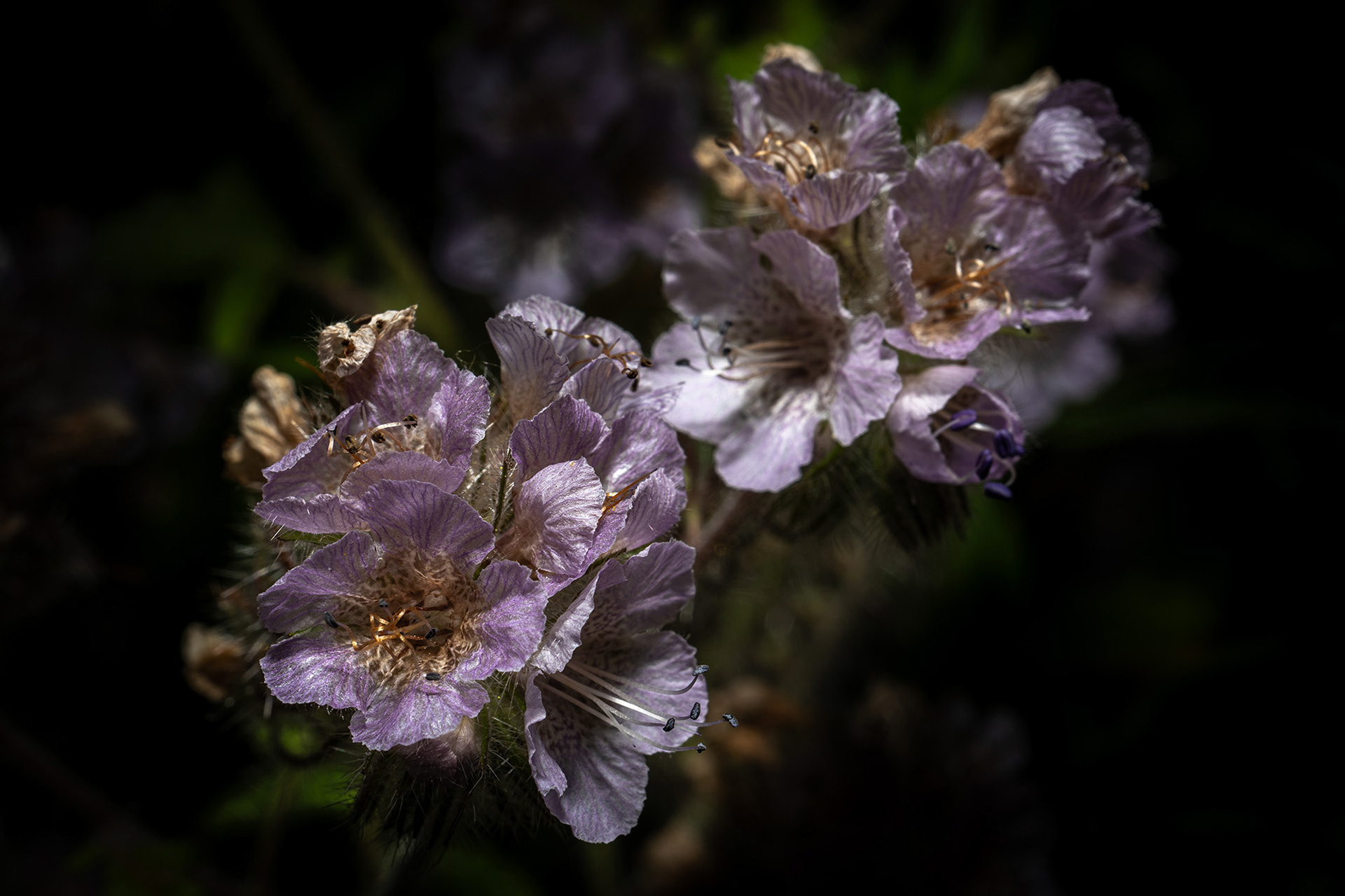 Group of Phacelia flowers taken with a very dark background