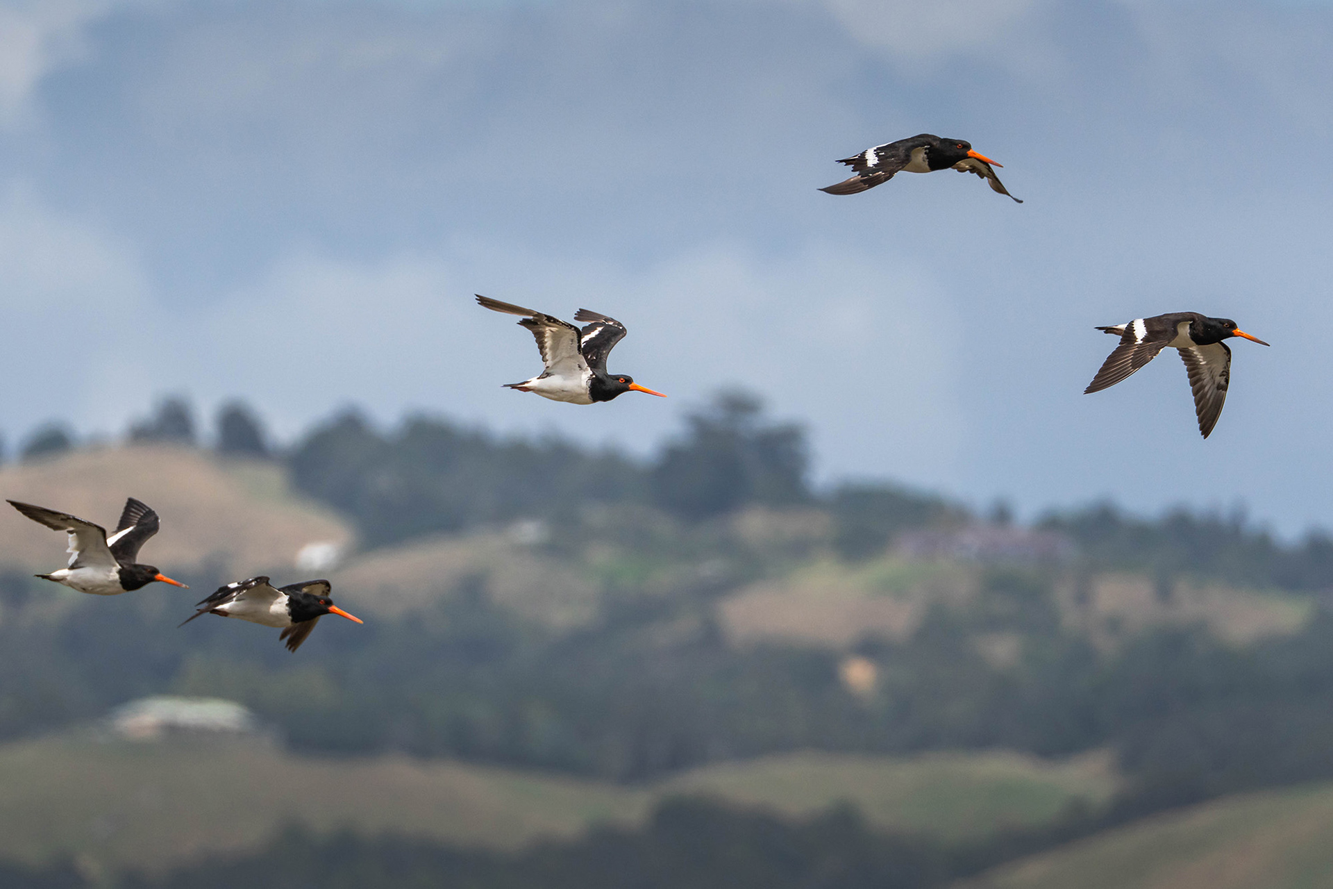 Oystercatchers in flight catching up with others of a similar feather