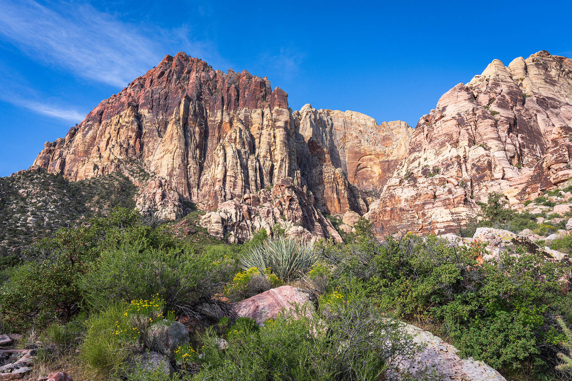 Spring wild flowers in Red Rock Canyon with Rainbow Mountain in the background