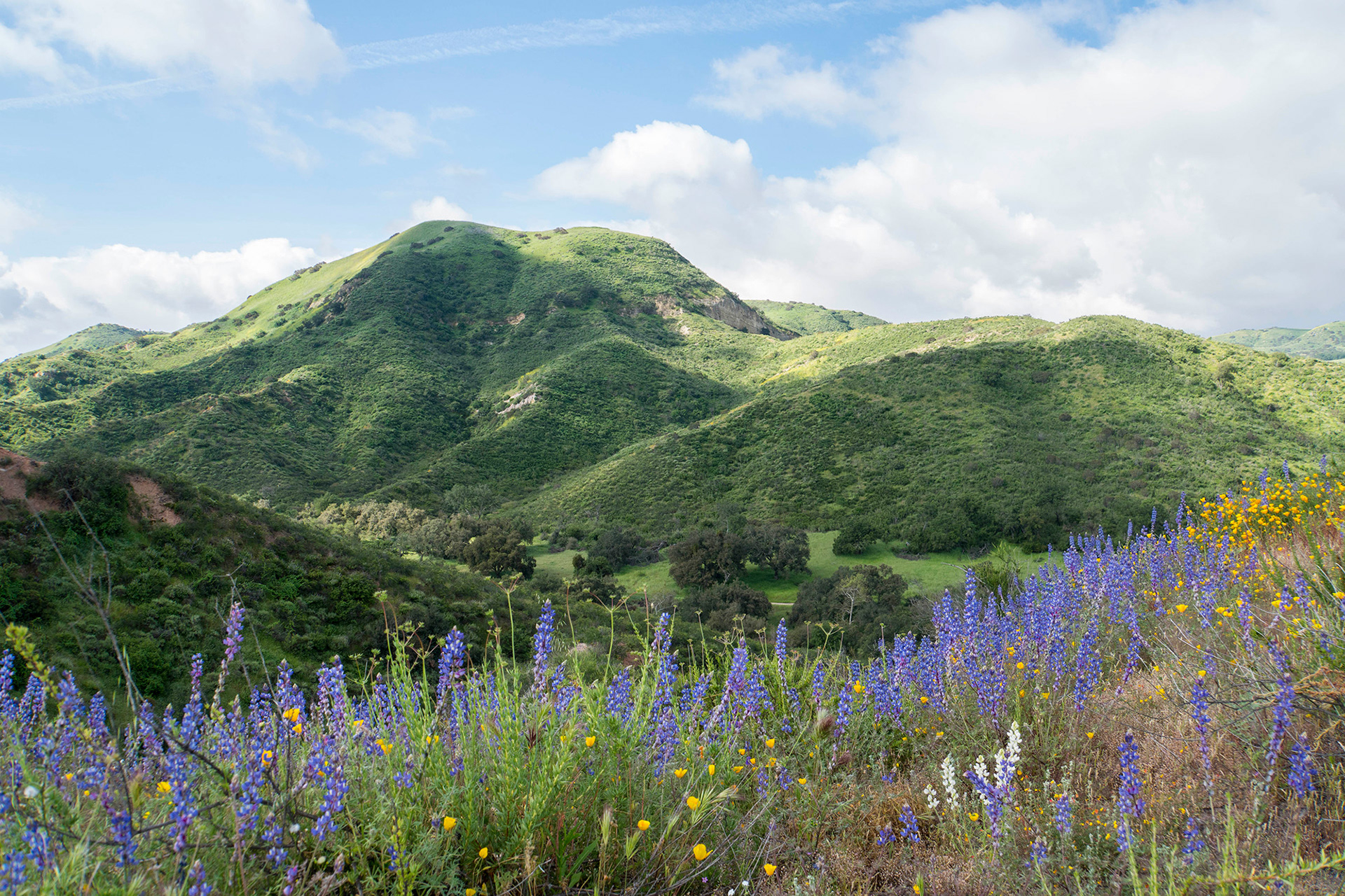 California landscape in the spring showing flowering lupins with green hills in the distance