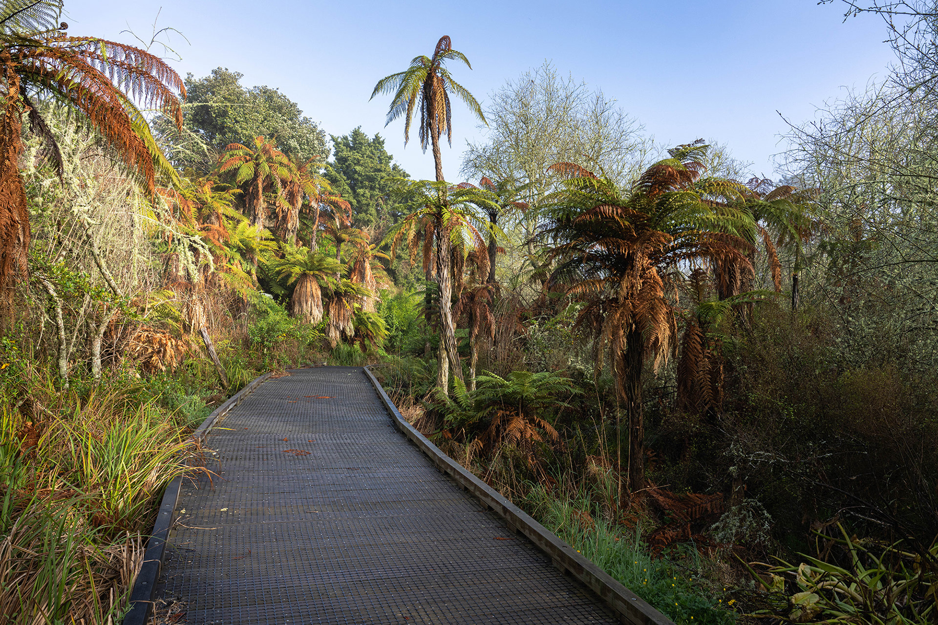 A boardwalk through a wetlands gully containing a great diversity of native New Zealand plants and trees