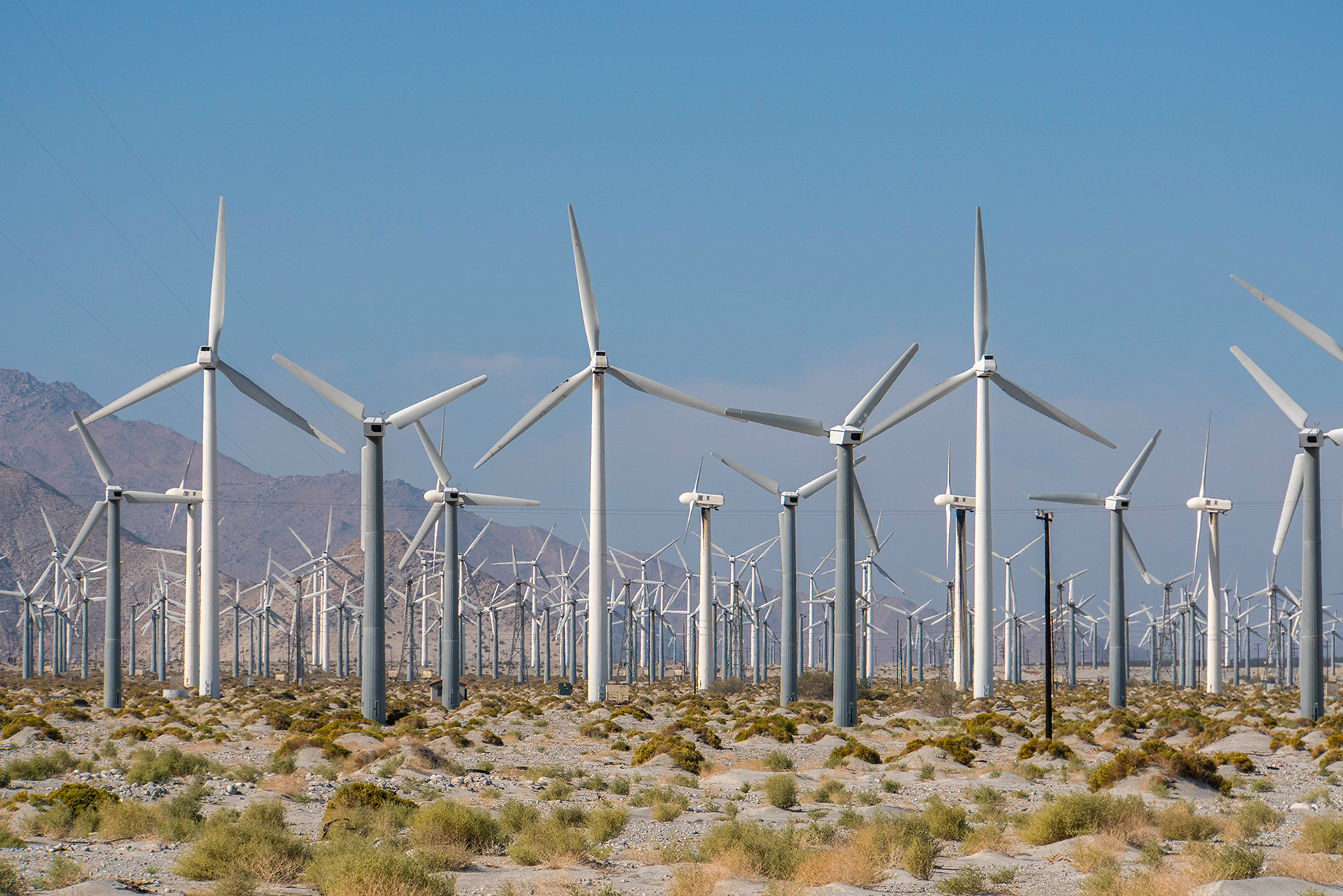 Windmill forest
