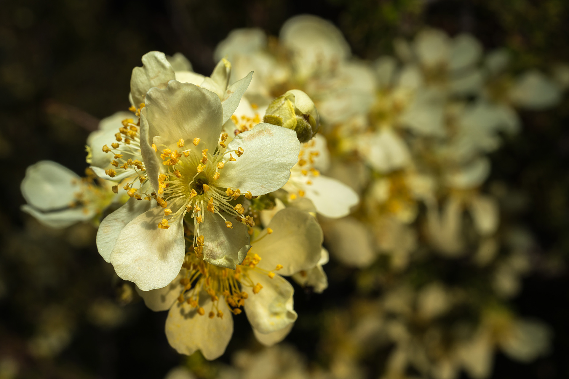 A bunch of creosote flowers in the morning sun on a trail in Red Rock Canyon