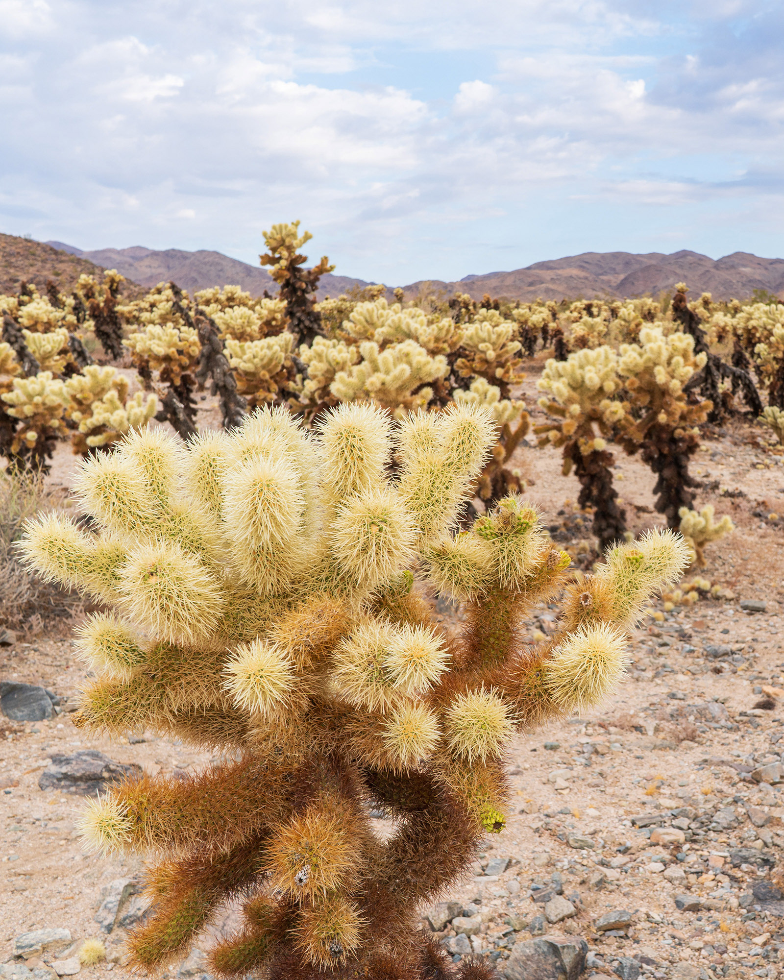 California landscape showing a dense area of Cholla cacti