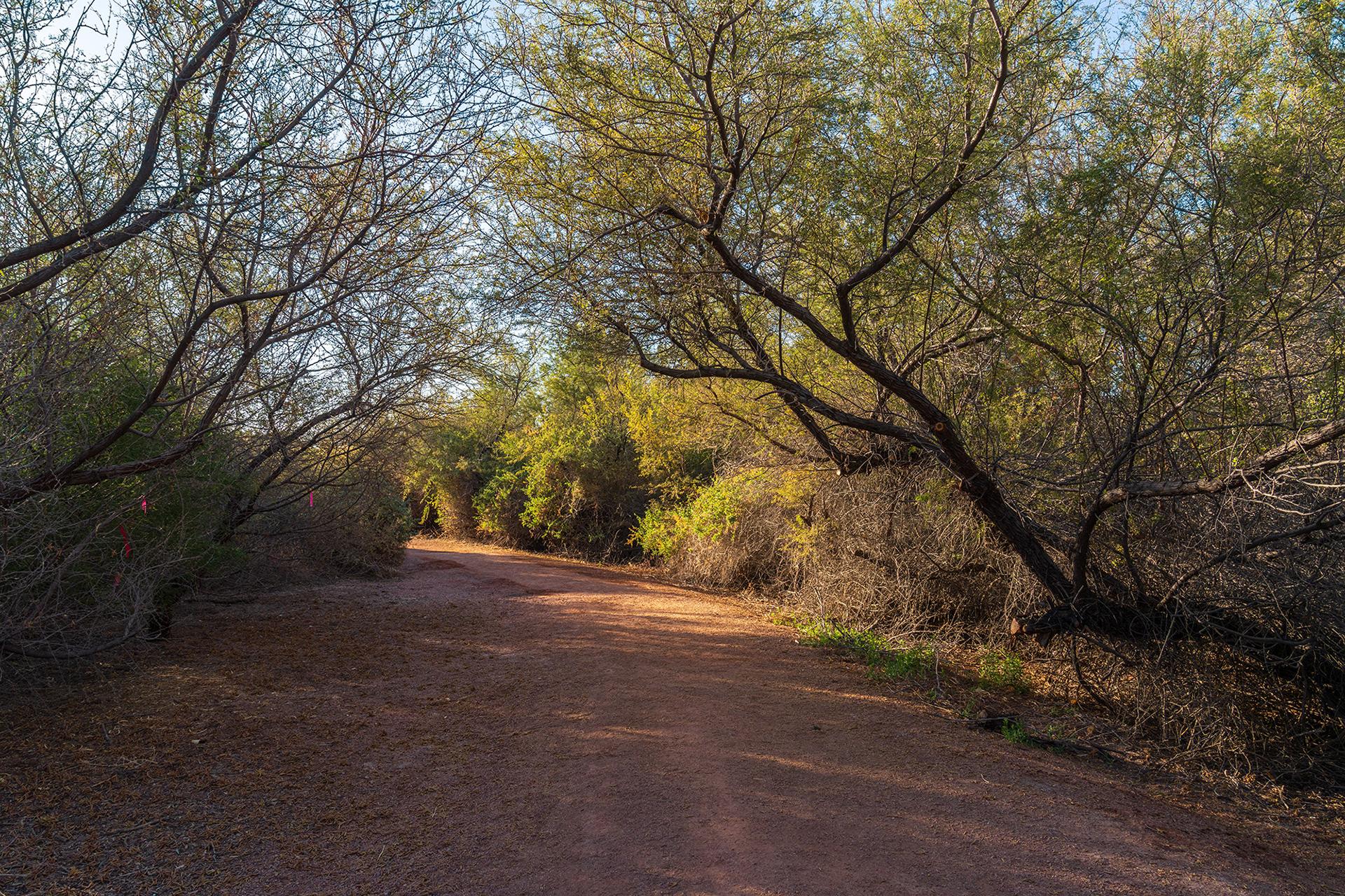 Autumnal native trees in the wetlands park