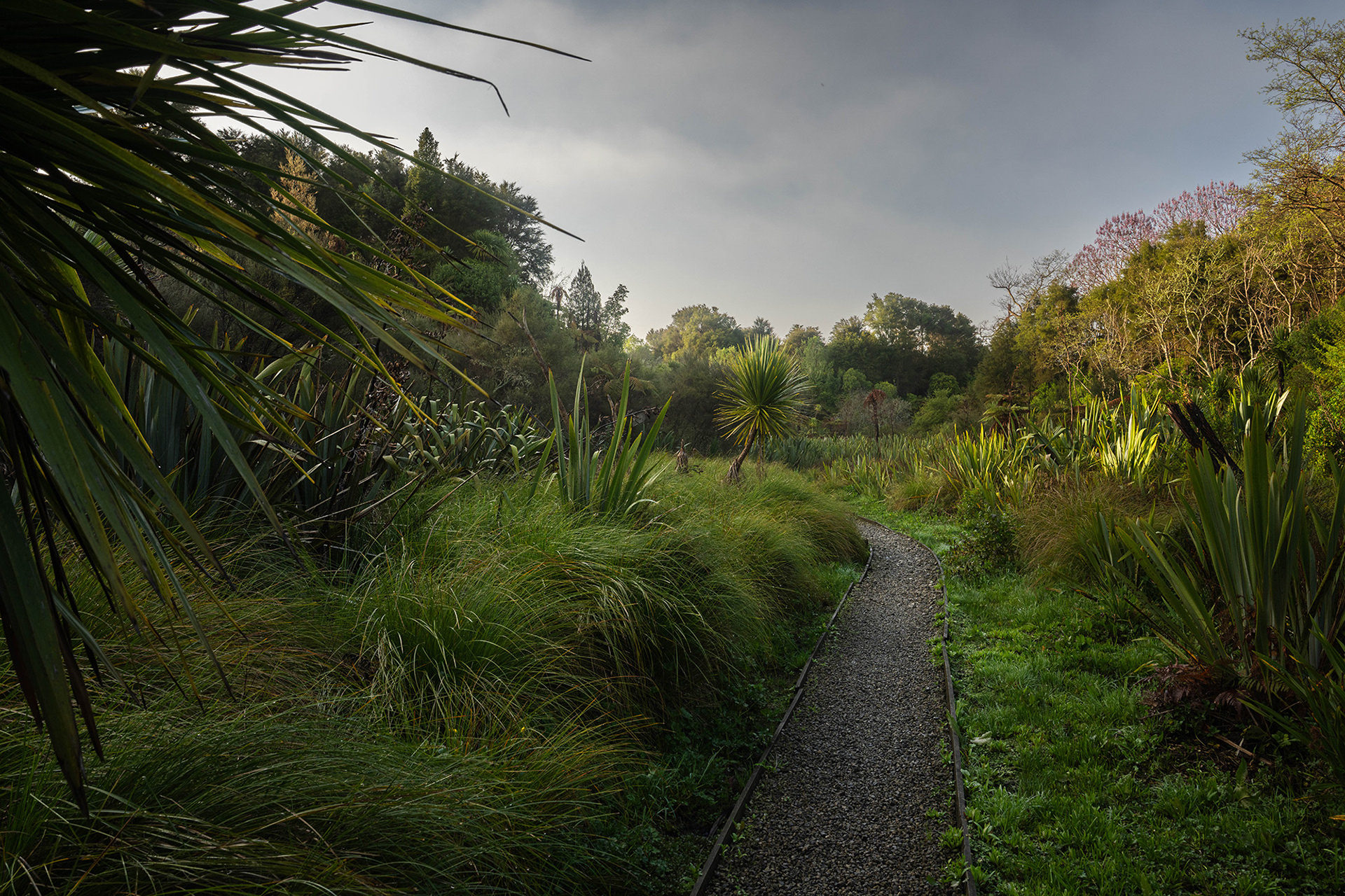 A trail running through native New Zealand wetlands in the springtime