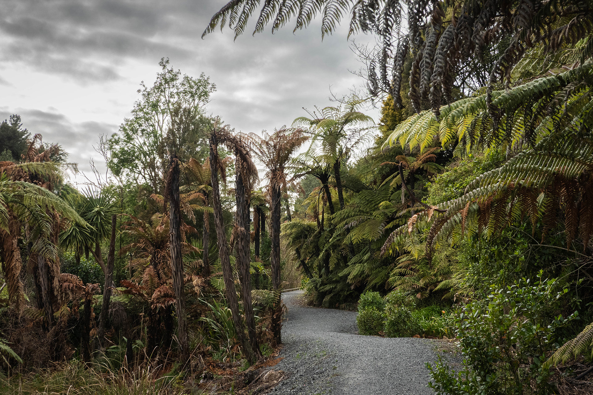 A winding trail through native New Zealand bush underneath moody and cloudy skies