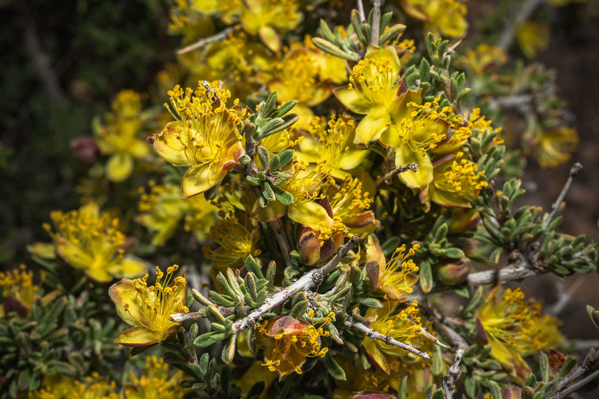 Colourful blackbrush flowers close up on a trail in Red Rock Canyon