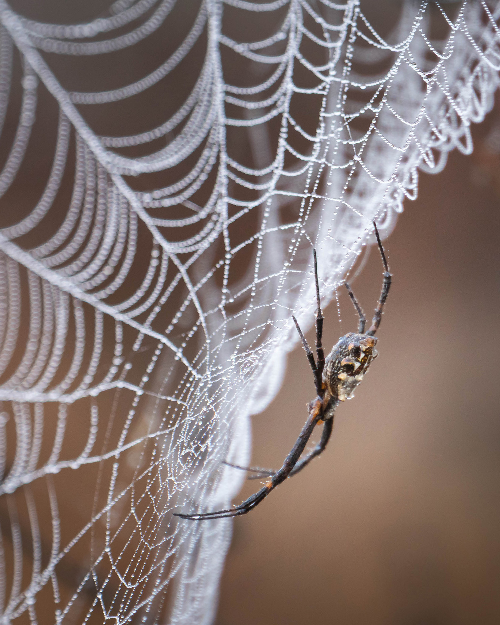 Spider motionless and patiently waiting at the centre of its dew laden web in the early morning