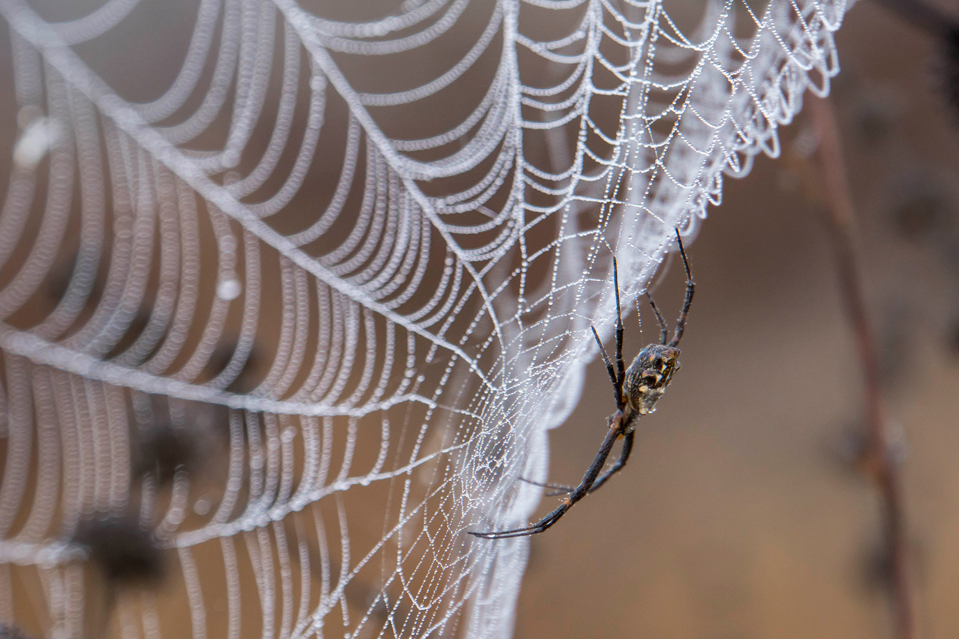 Spider still and patiently waiting at the centre of its web which is laden with dew