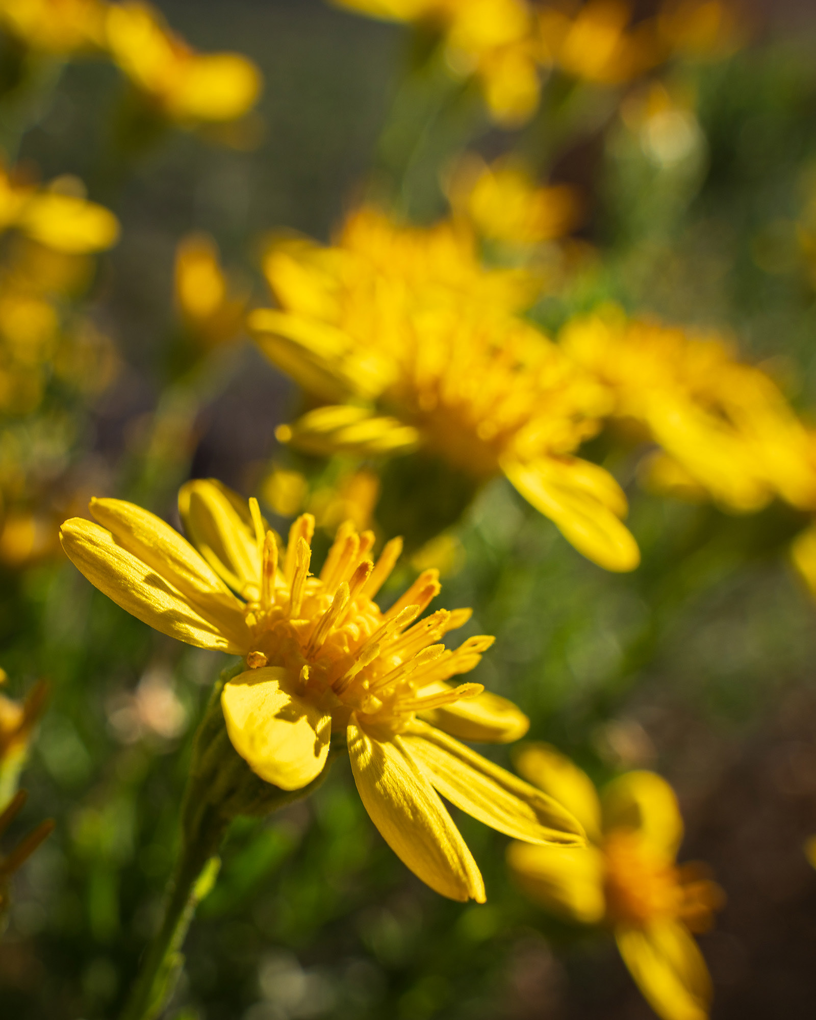 A collection of bright yellow plantain goldenweed flowers reflecting the morning sun on a spring morning in Red Rock Canyon