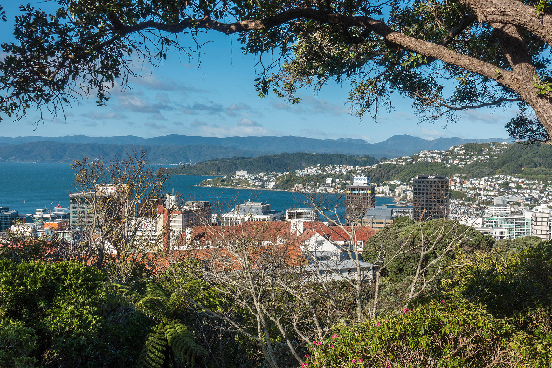 Wellington city and harbour