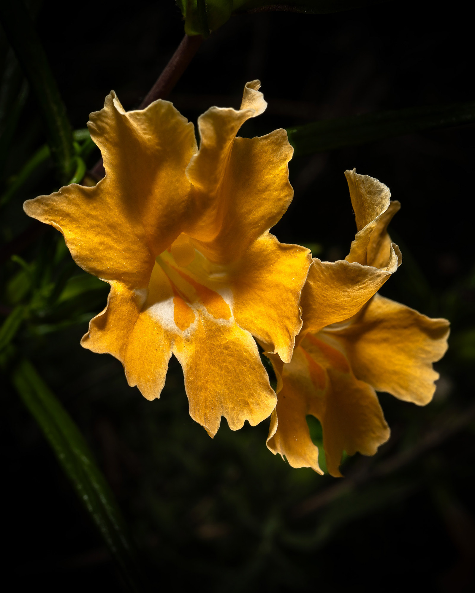 Sticky monkey flower taken with a very dark background