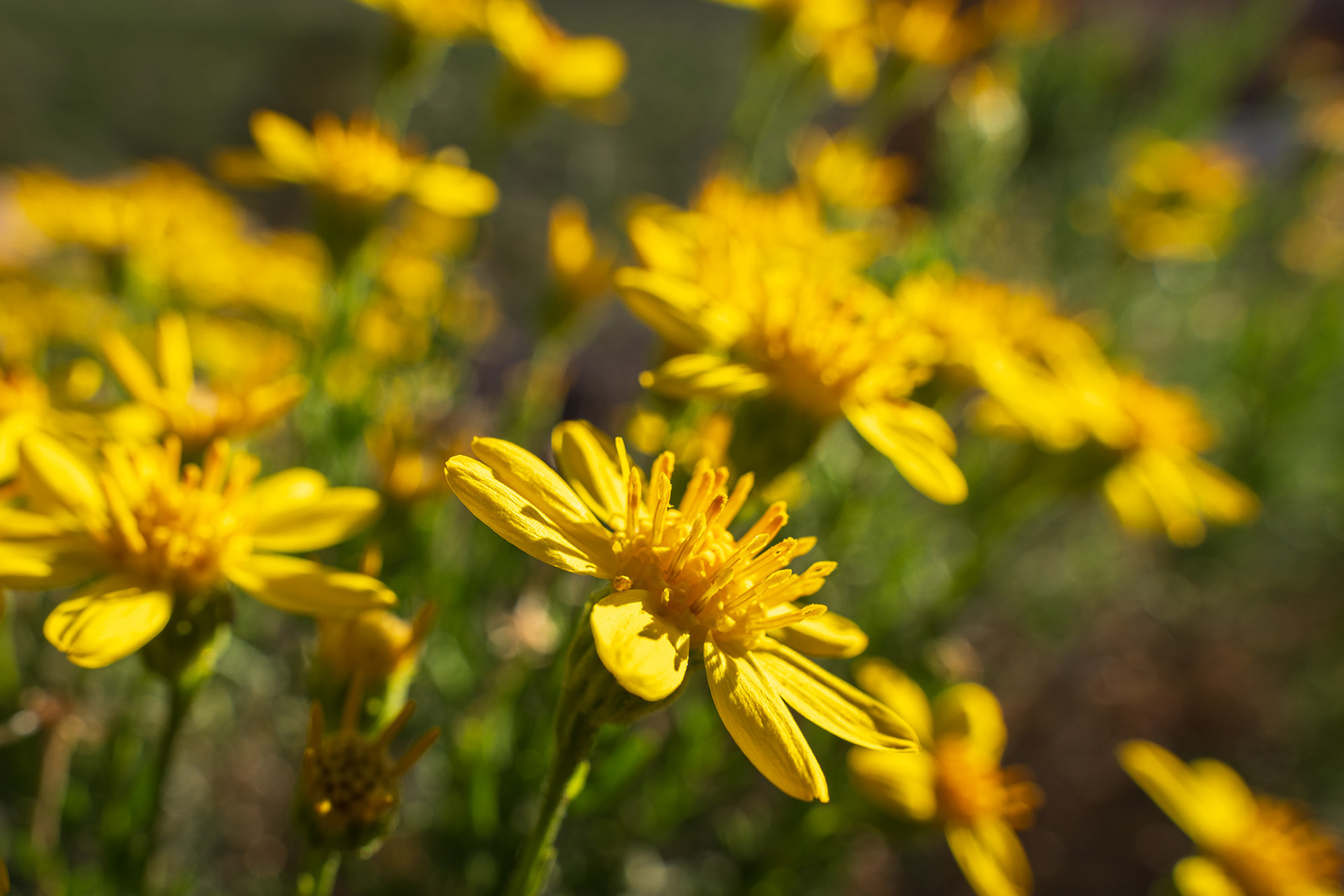 A bunch of bright yellow plantain goldenweeds reflecting the morning sun on a spring morning in Red Rock Canyon