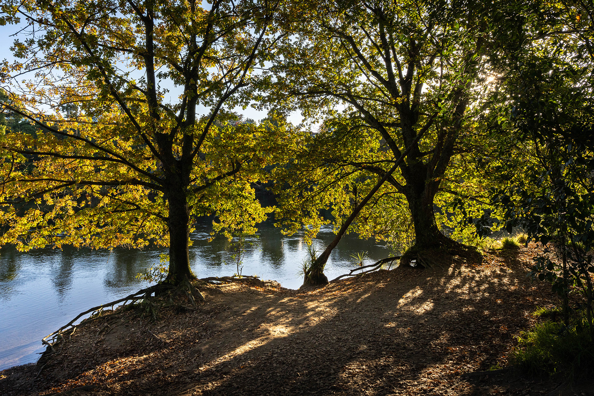 A canopy of trees with autumn foliage backlit by the setting sun on the riverbank of the Waikato