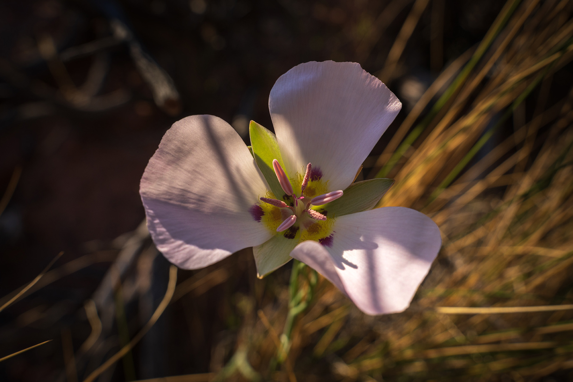 Close up of a winding mariposa lily catching the sun's rays on a spring morning in Red Rock Canyon