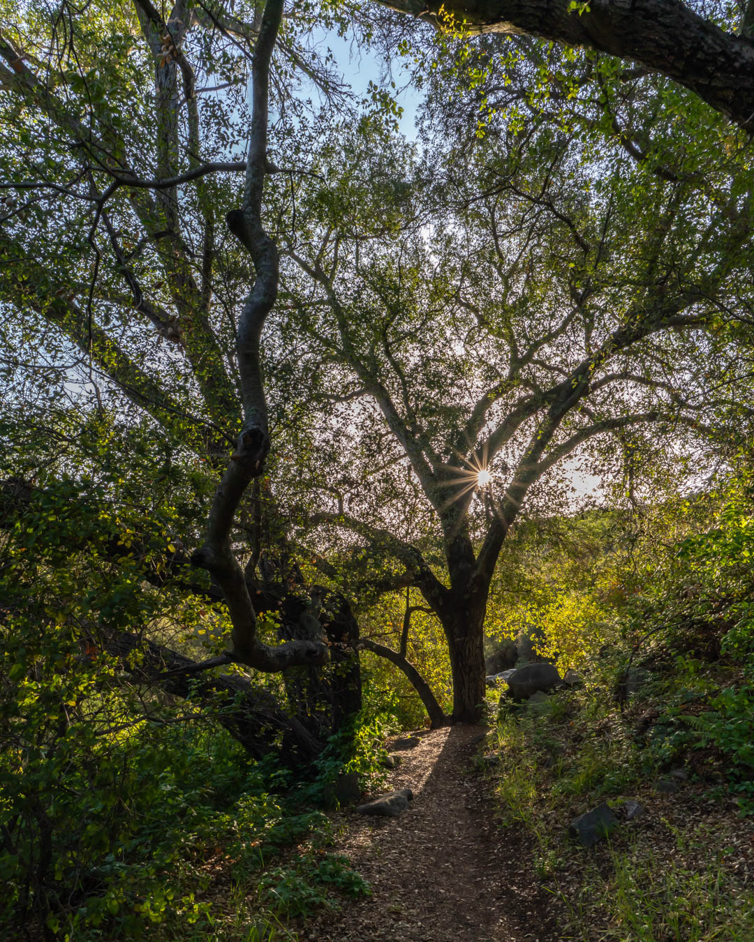 California landscape on an early spring morning on a wooded trail